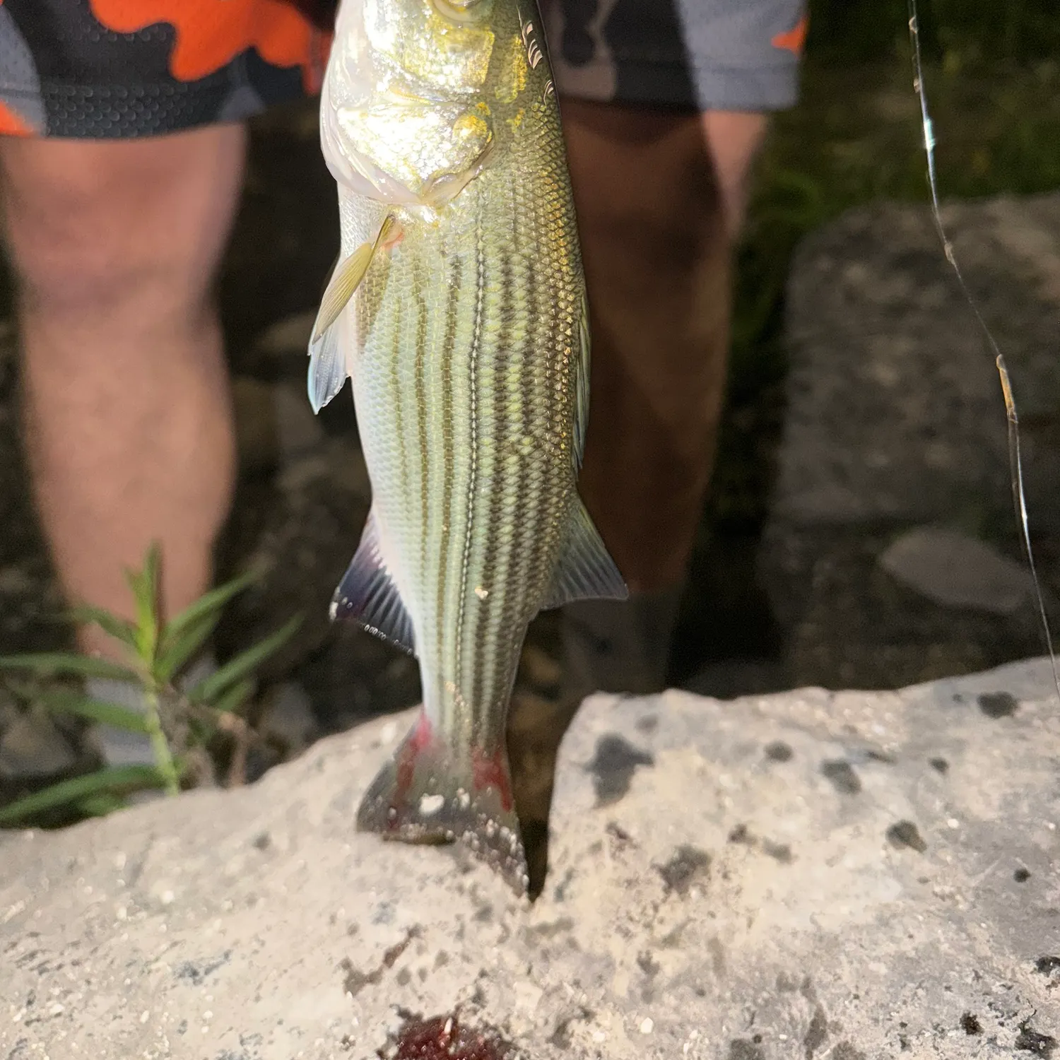 The most recent Striped bass catches on Fishbrain
