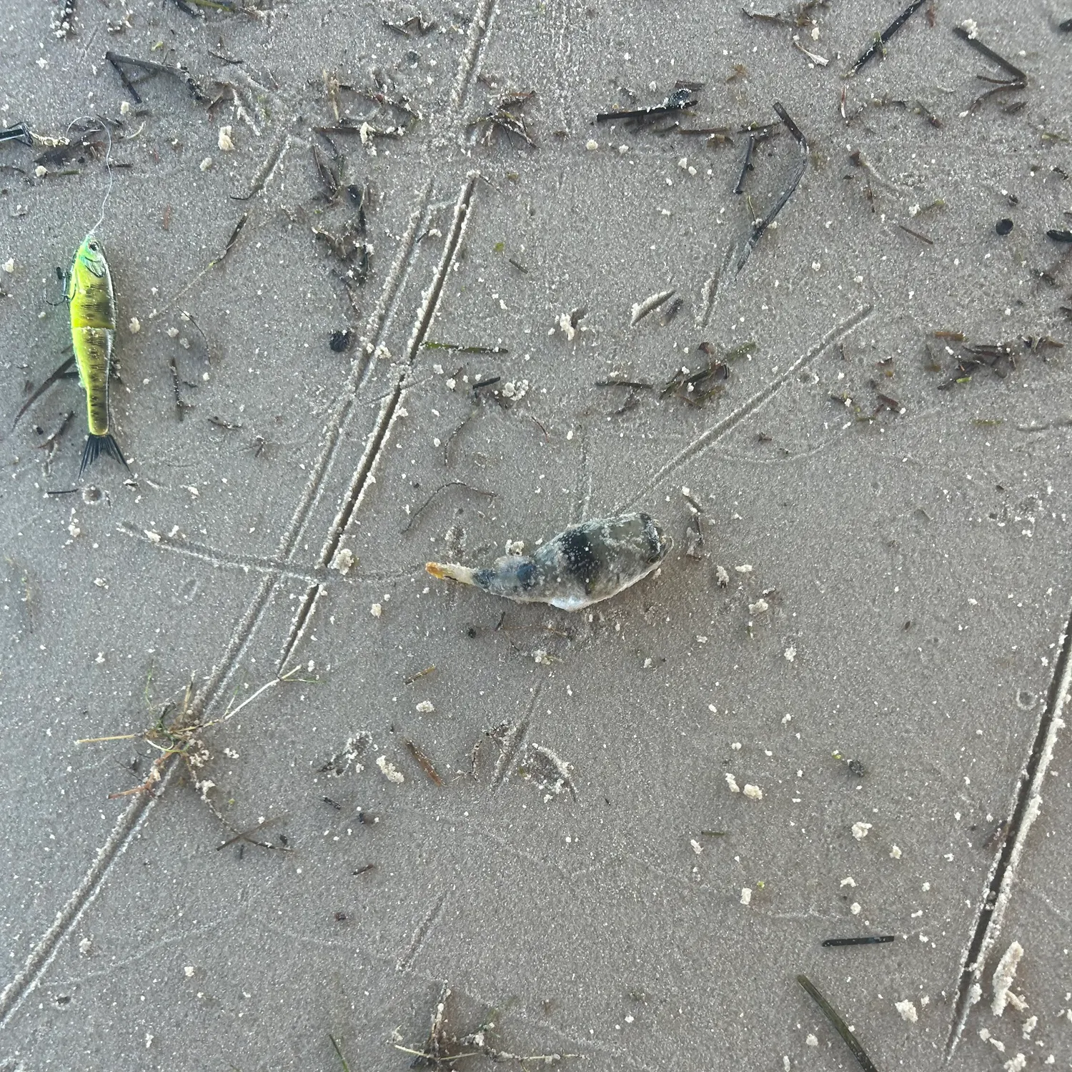 The most recent Evileye pufferfish catches on Fishbrain