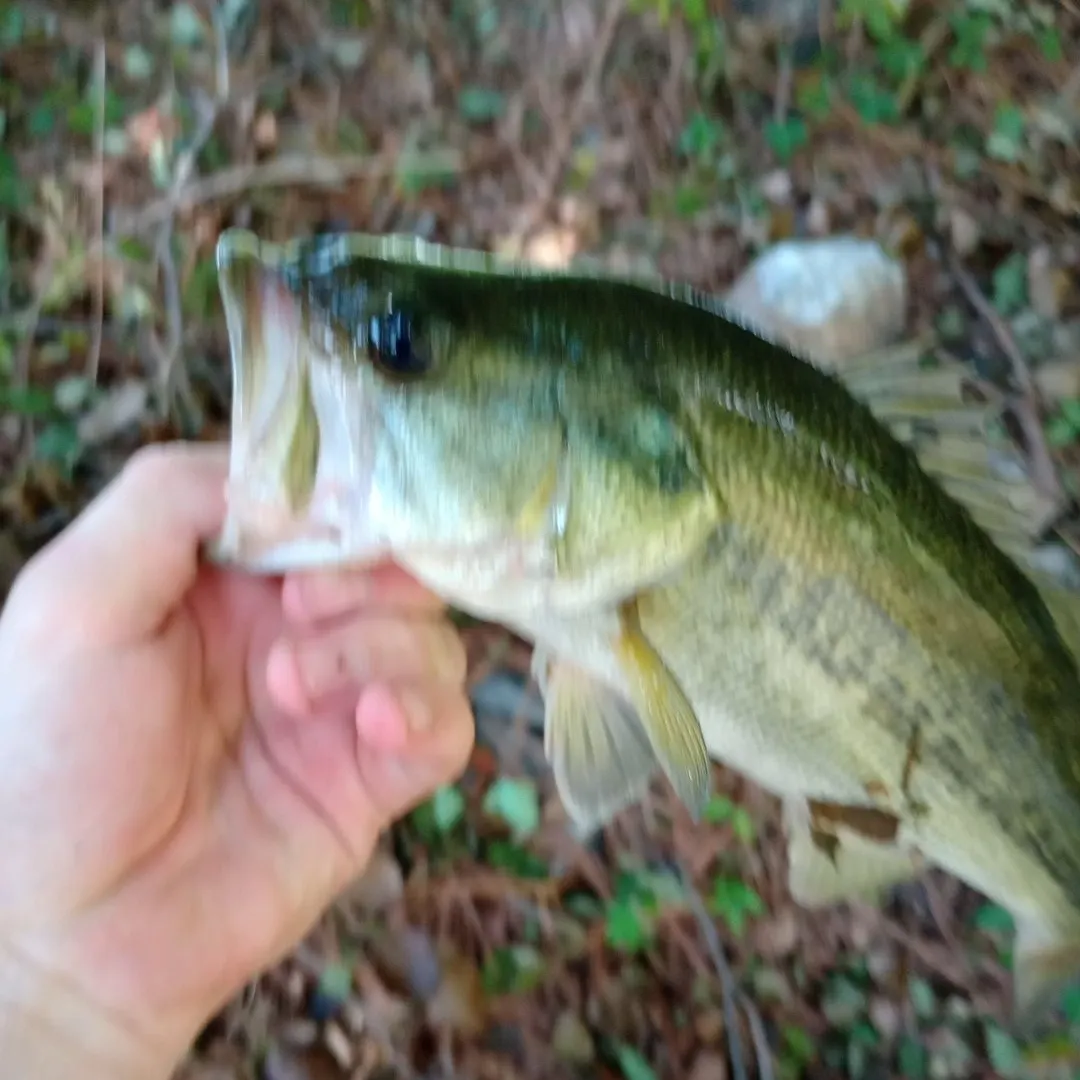 Smallmouth bass caught on Fishbrain