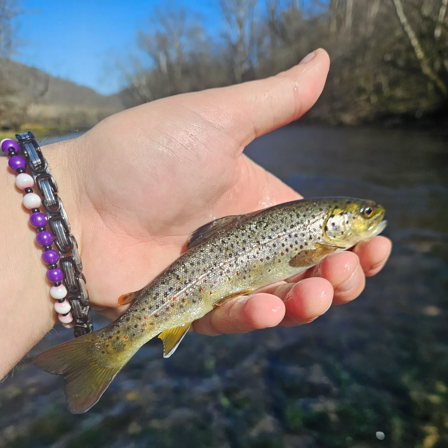 The most recent Brown trout catches on Fishbrain