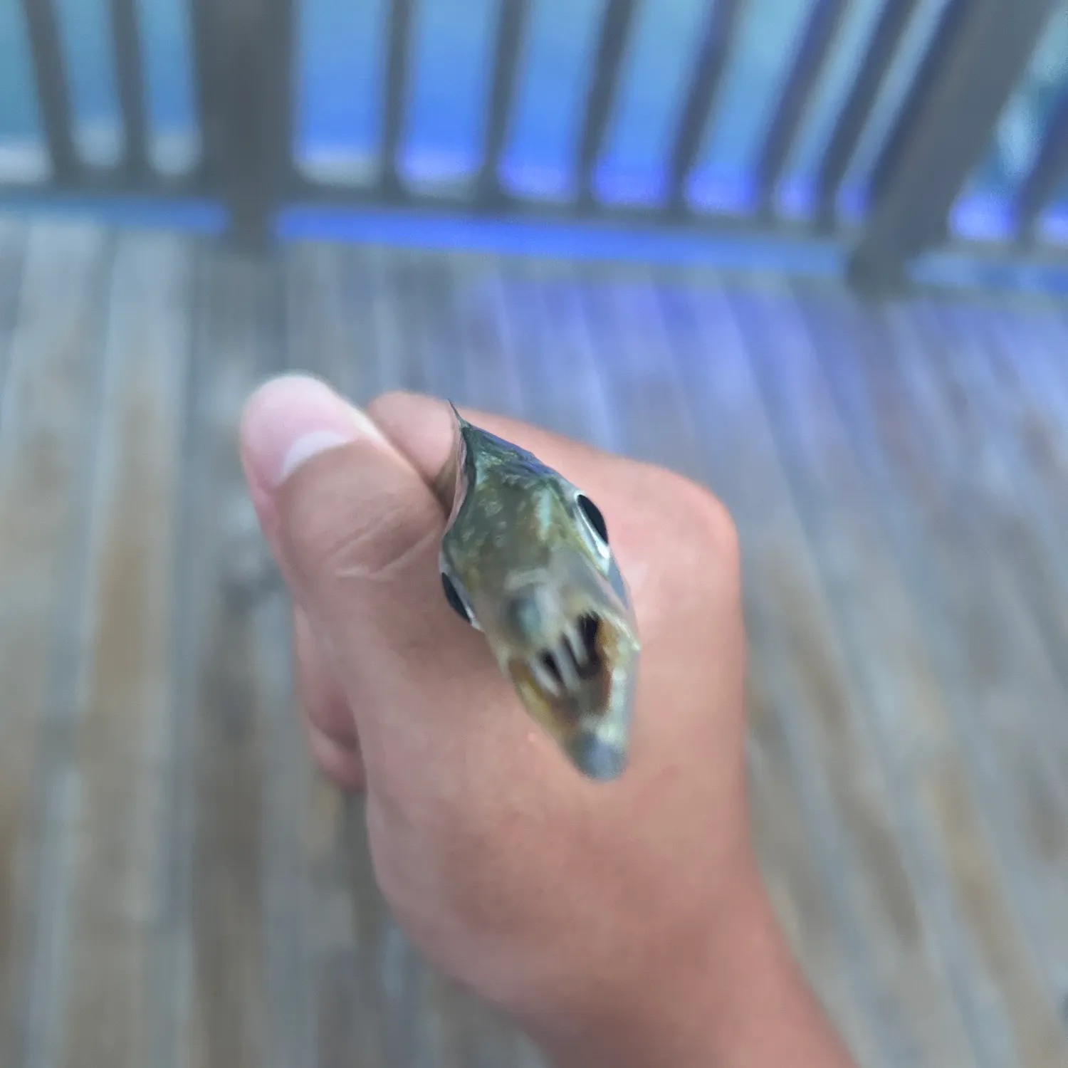 most liked catch image