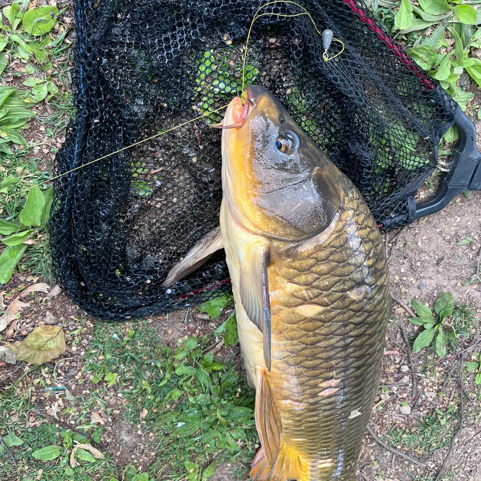 catch