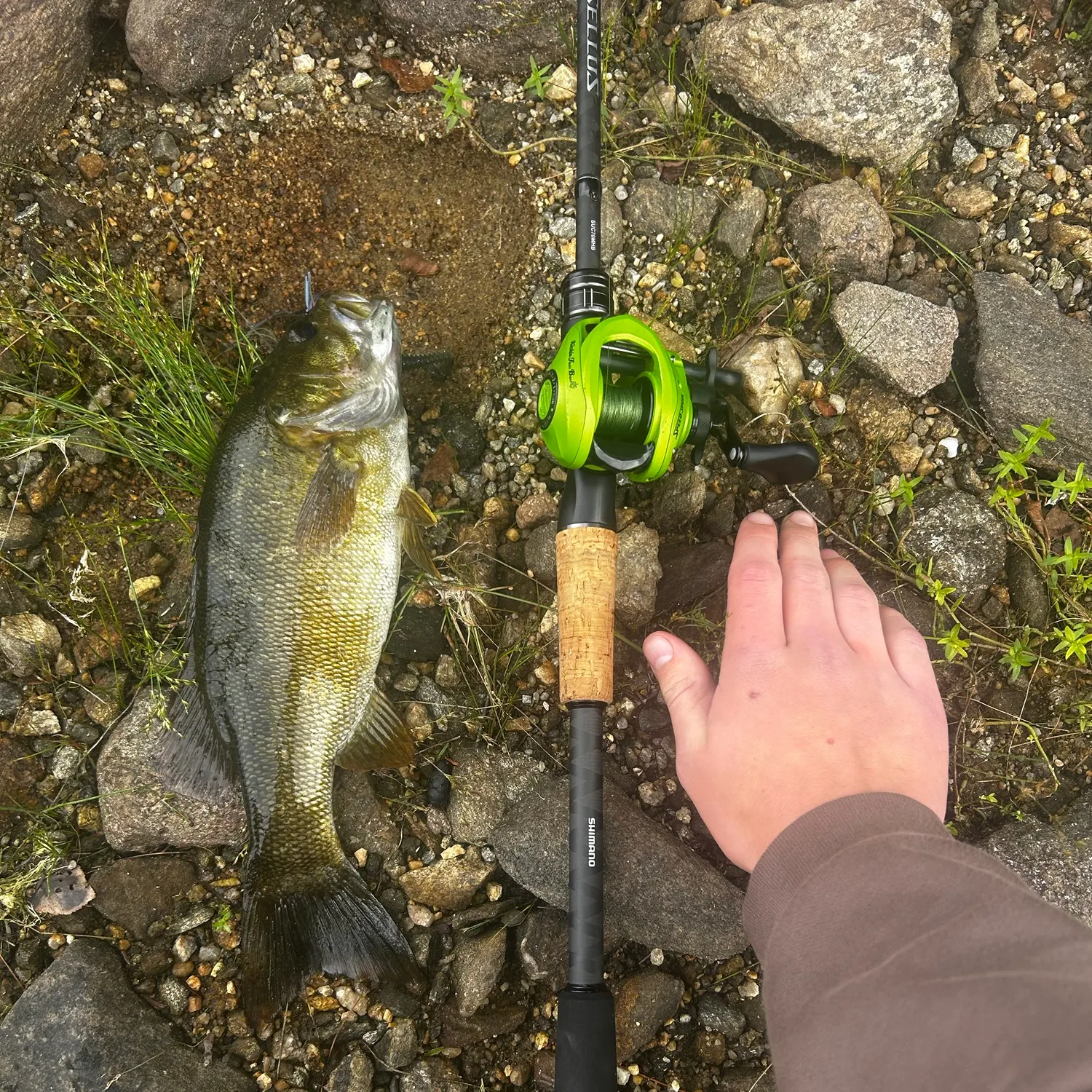 Smallmouth bass caught on Fishbrain