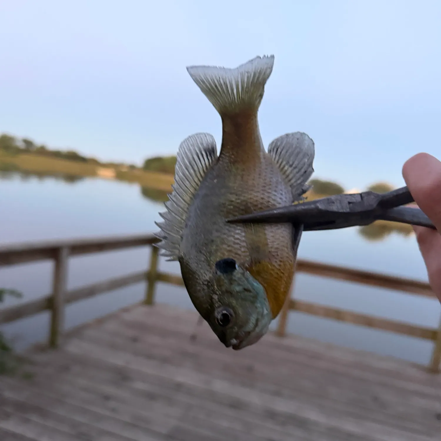 Bluegill caught on Fishbrain