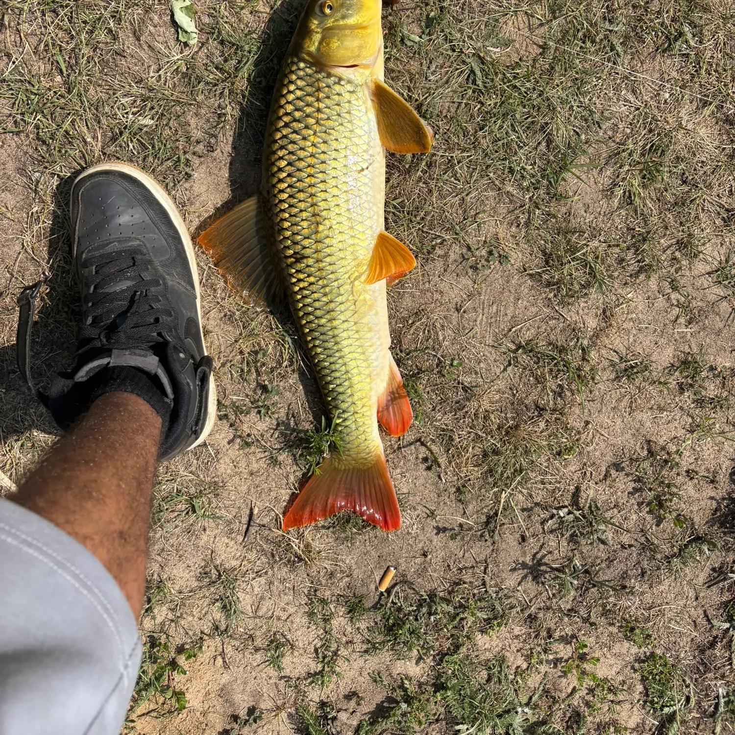 The most recent Smallmouth redhorse catches on Fishbrain
