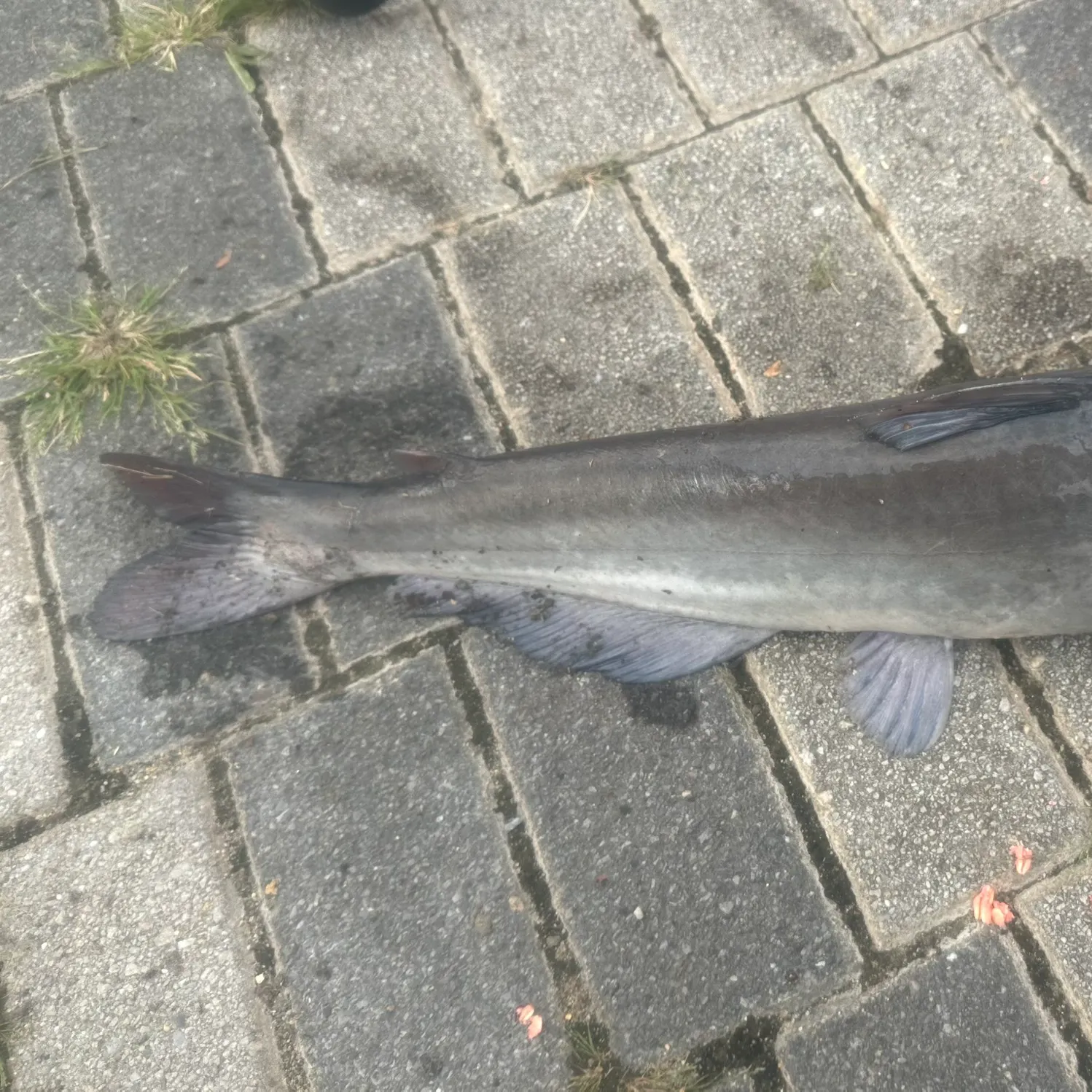 Blue catfish caught on Fishbrain