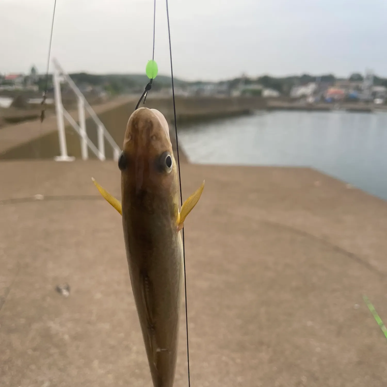 The most recent Saffron cod catches on Fishbrain