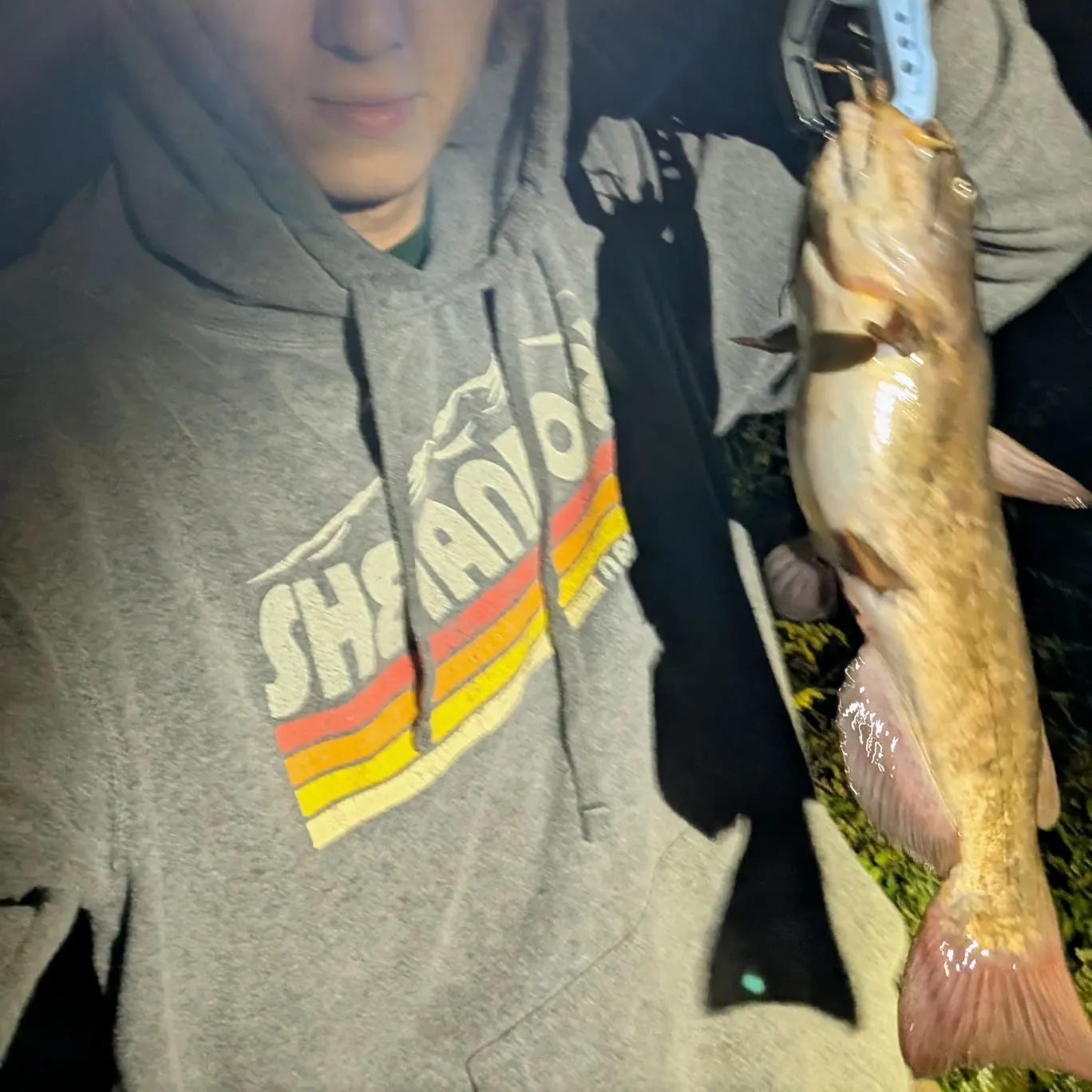 Brown bullhead caught on Fishbrain