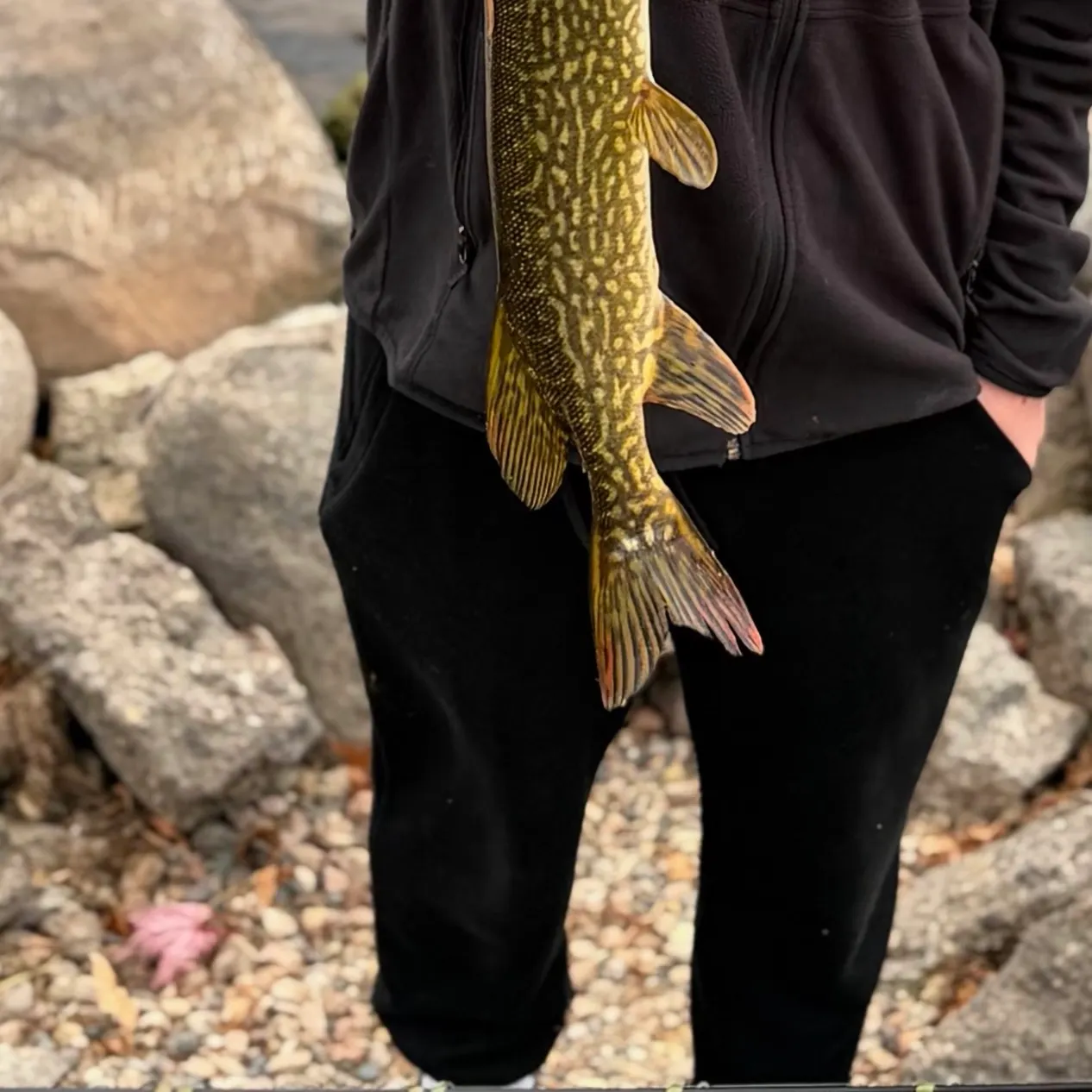 Northern pike caught on Fishbrain