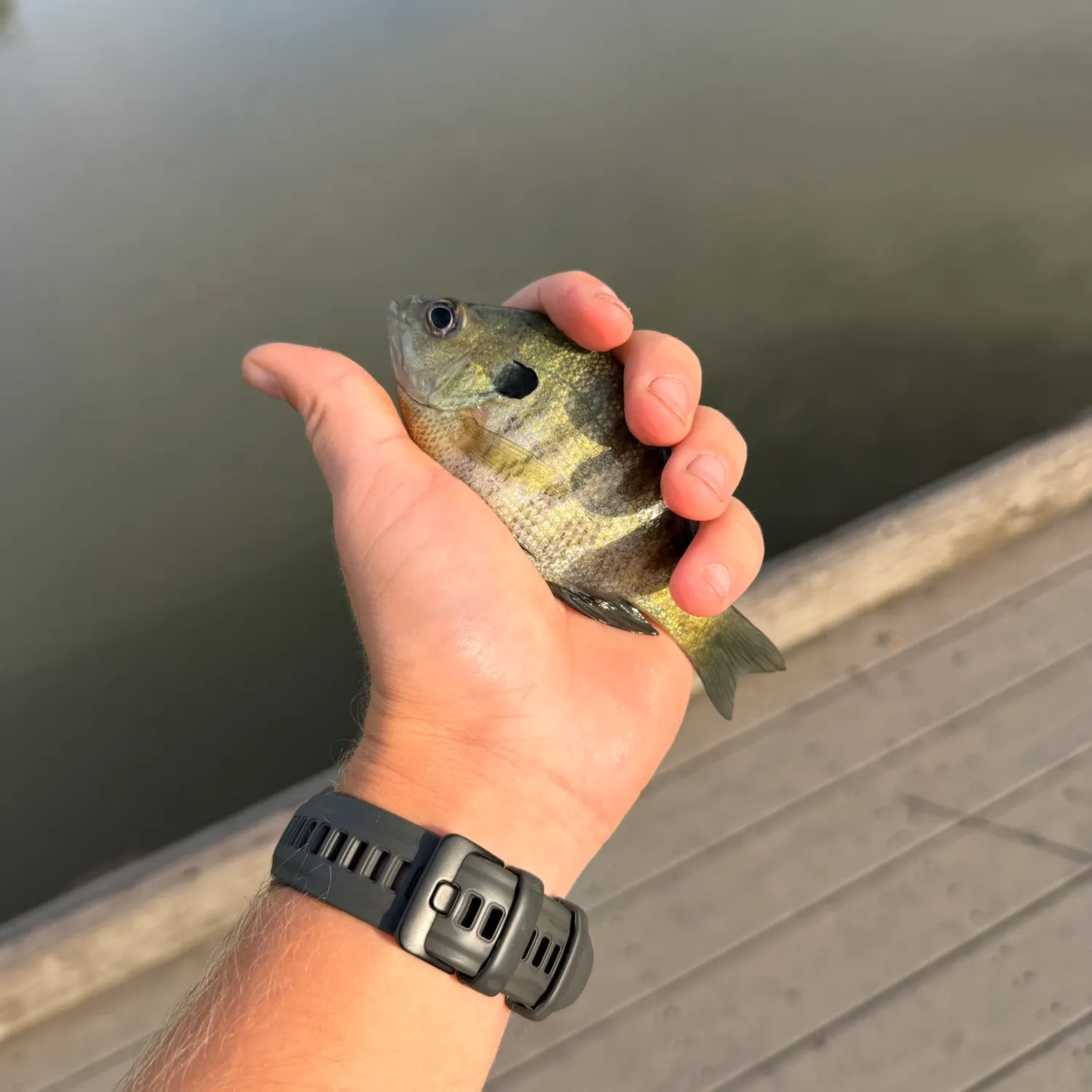 Bluegill caught on Fishbrain