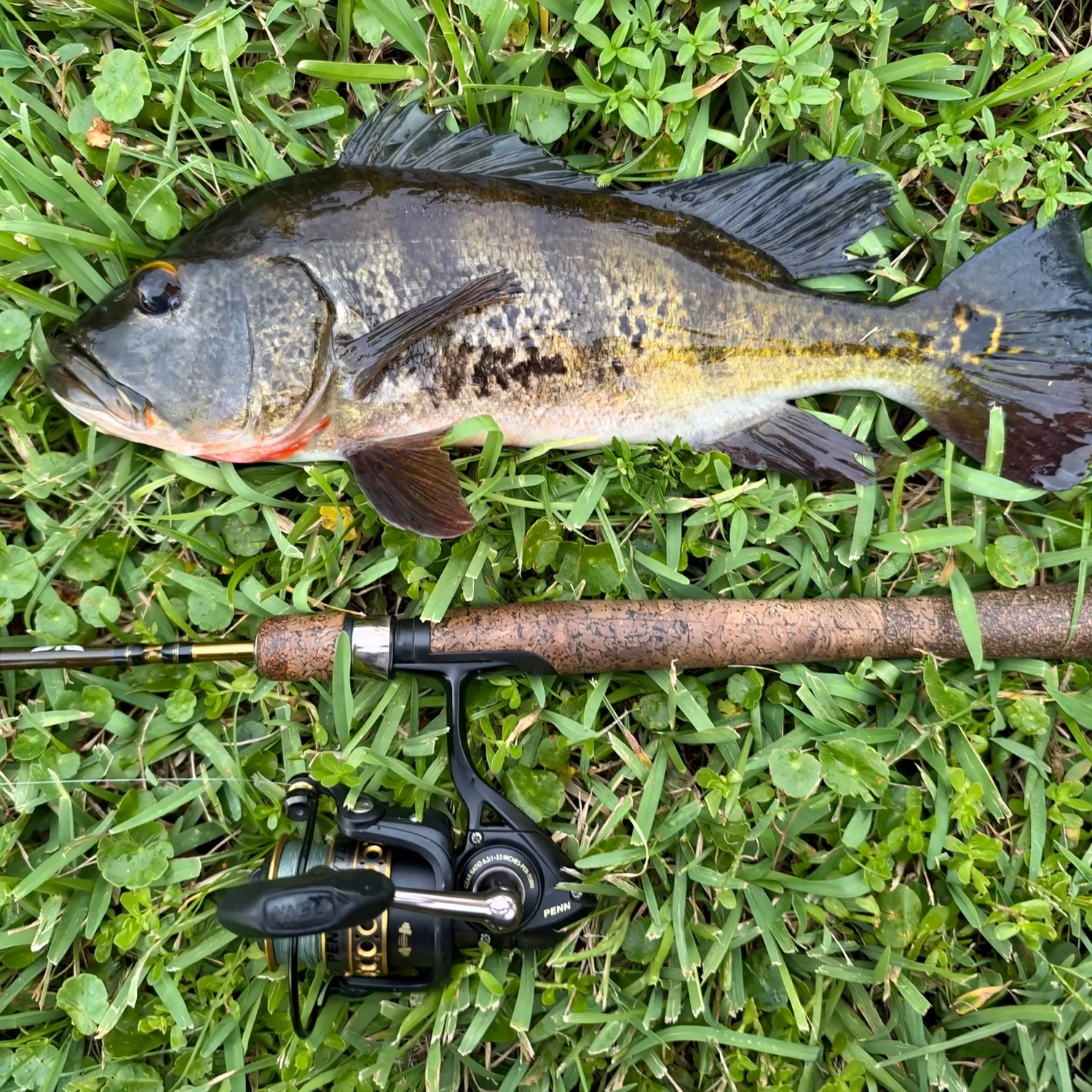 Butterfly peacock bass caught on Fishbrain