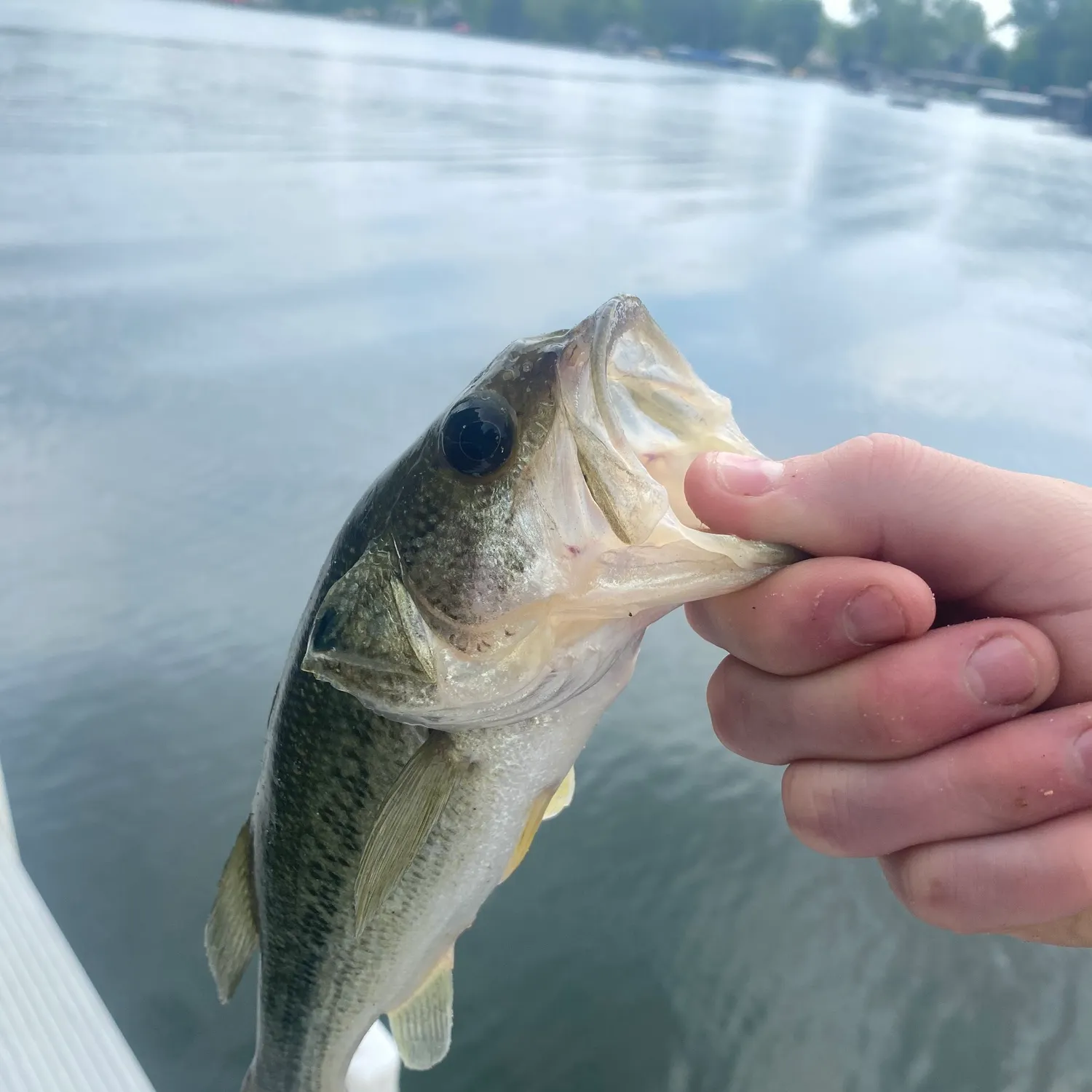The most recent Largemouth bass catches on Fishbrain