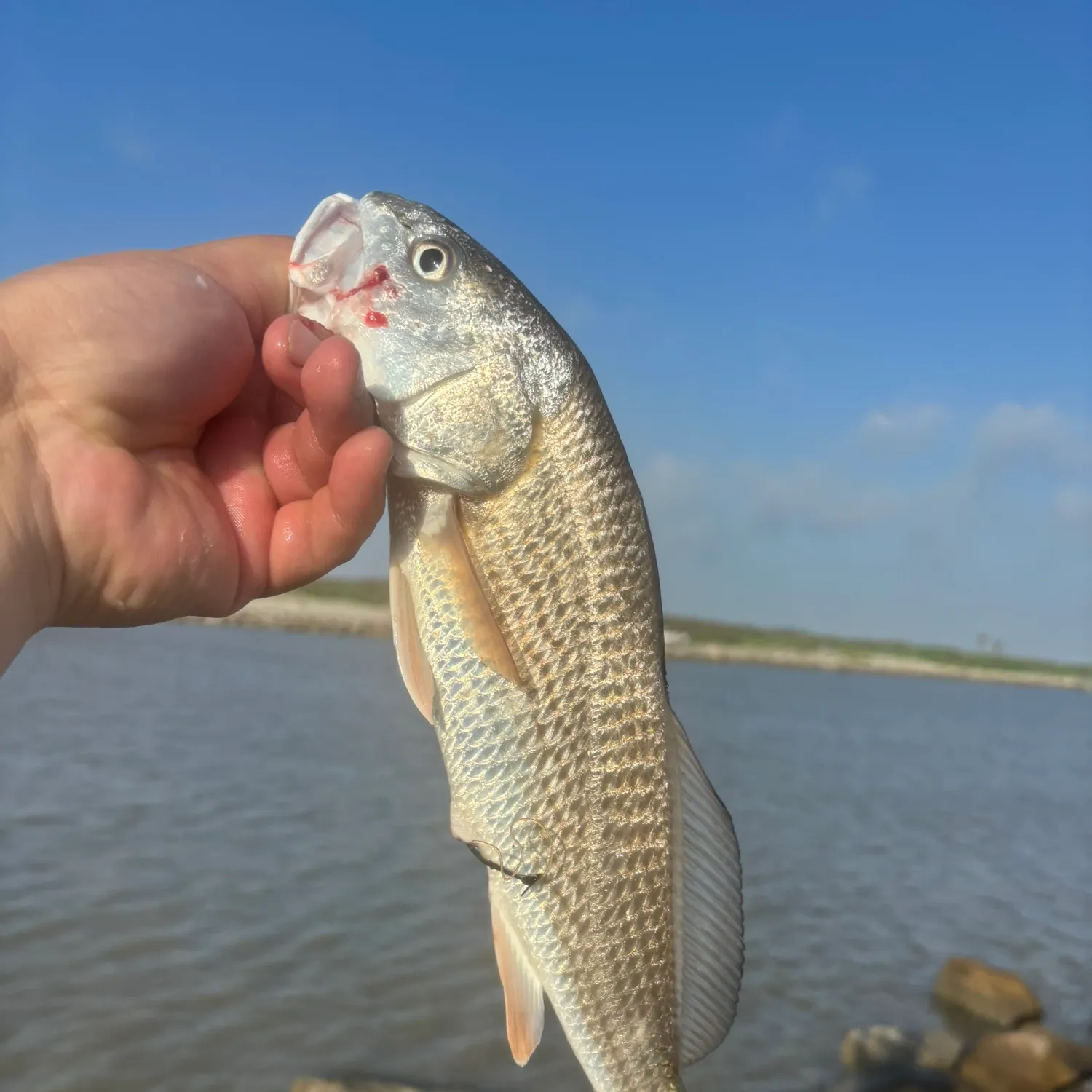 The most recent Red drum catches on Fishbrain