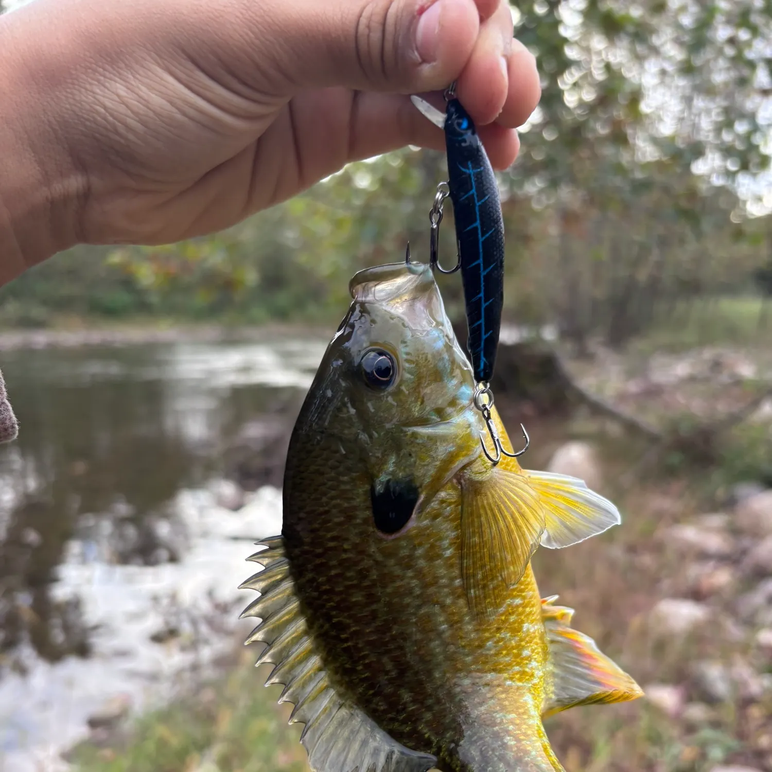 Greengill hybrid caught on Fishbrain