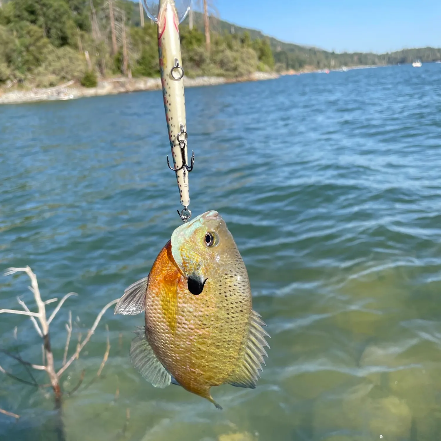 angler catch