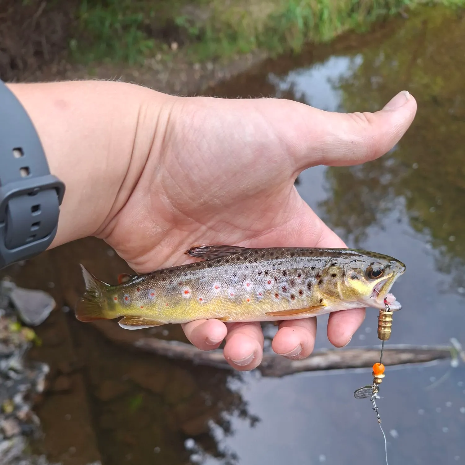 Brown trout caught on Fishbrain