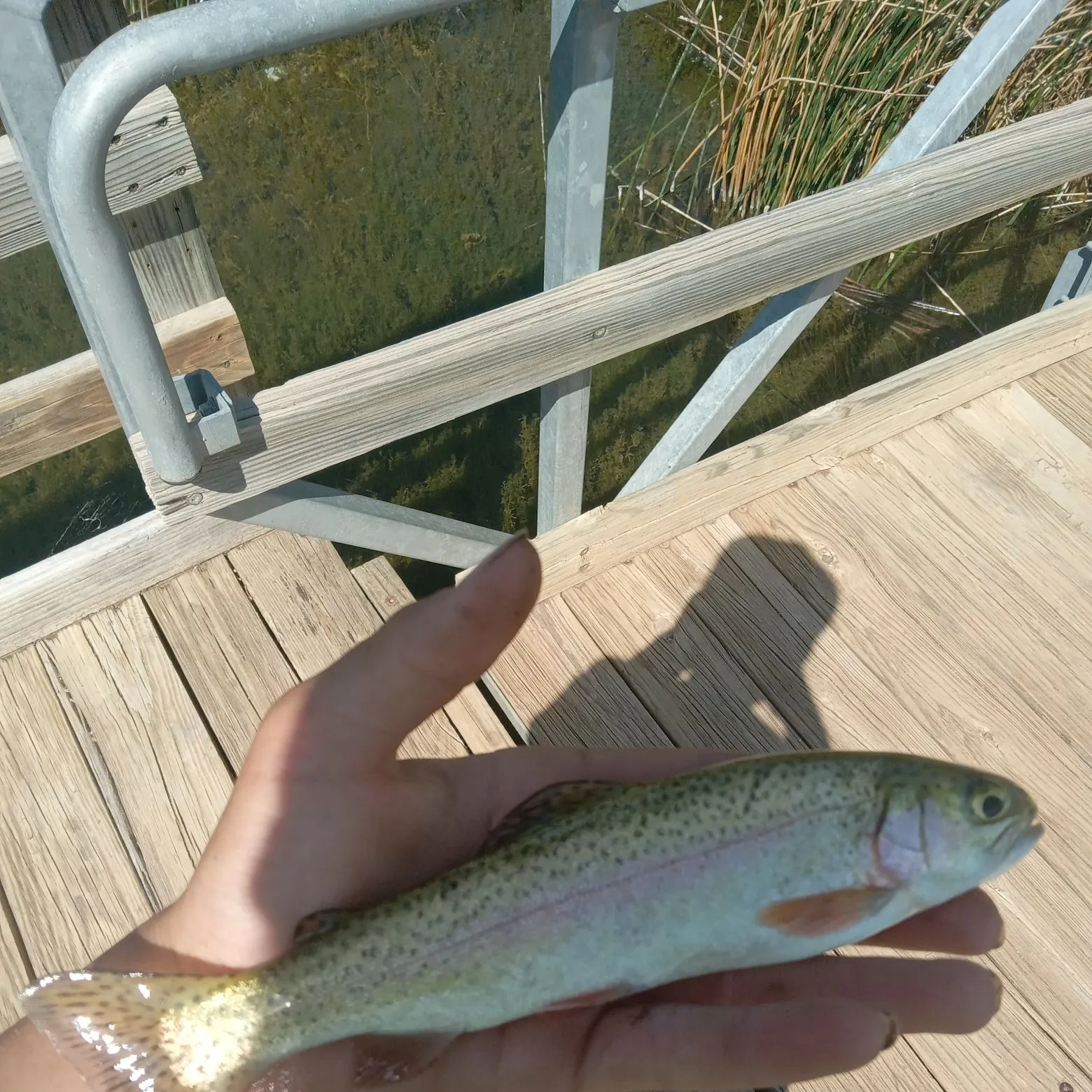 angler catch