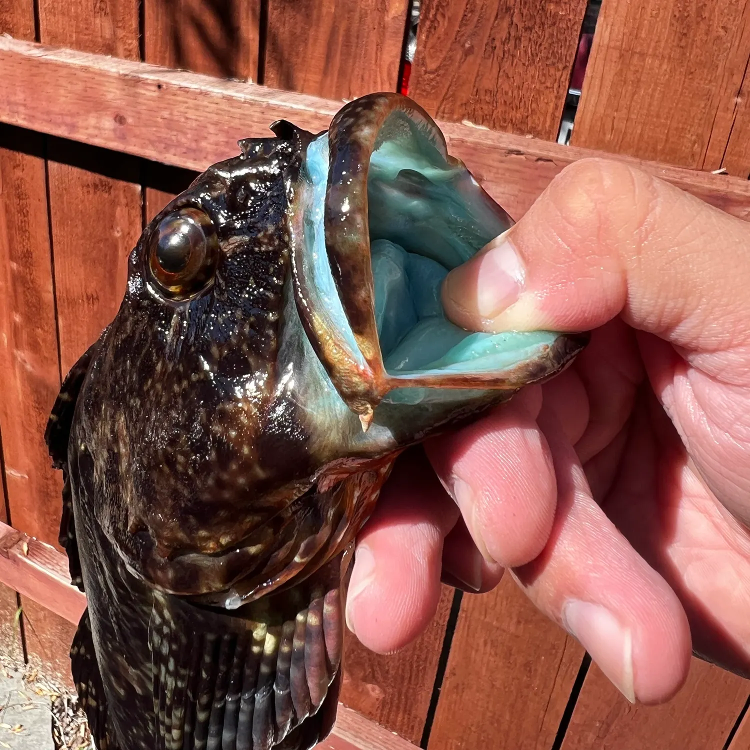 Cabezon caught on Fishbrain