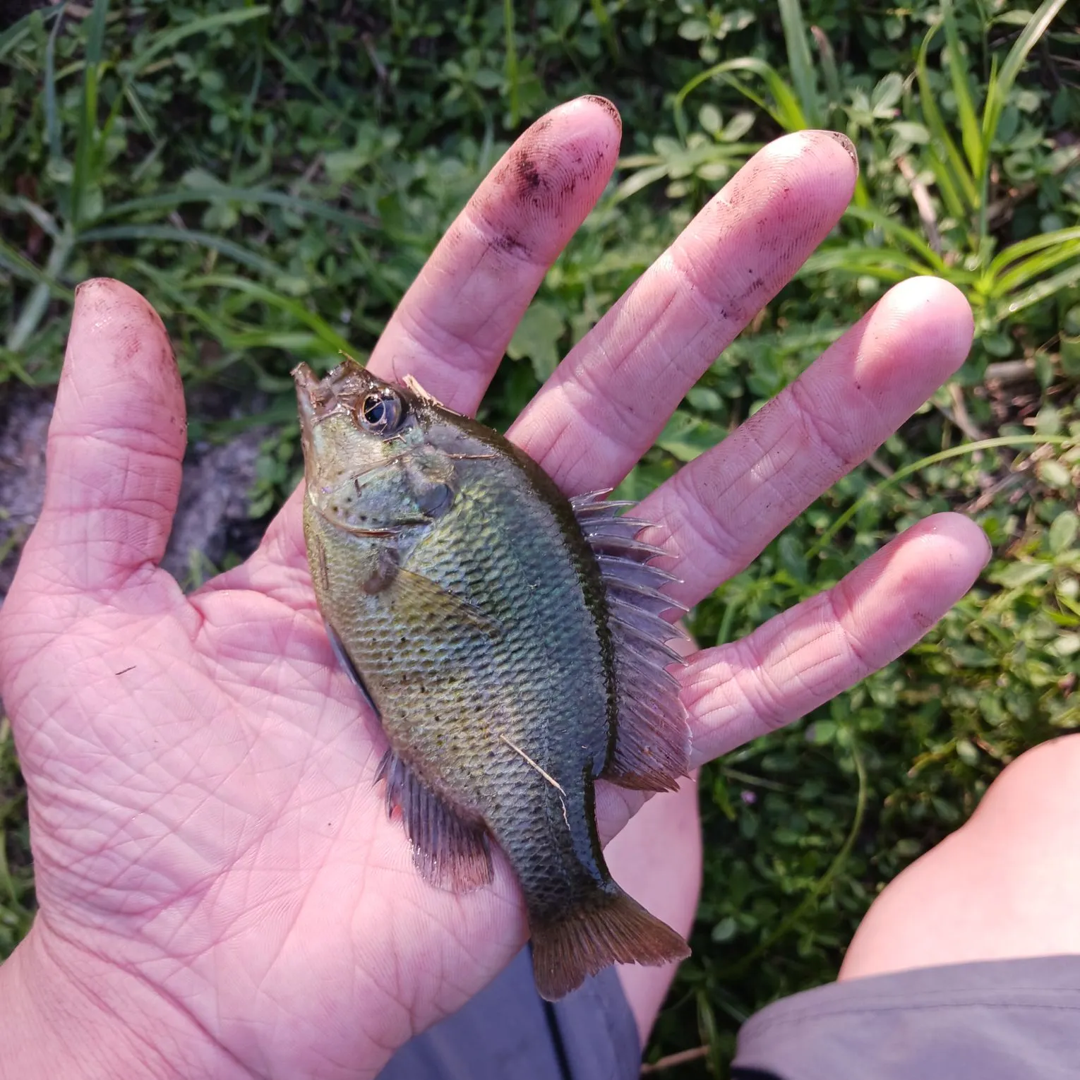 The most recent Redspotted sunfish catches on Fishbrain