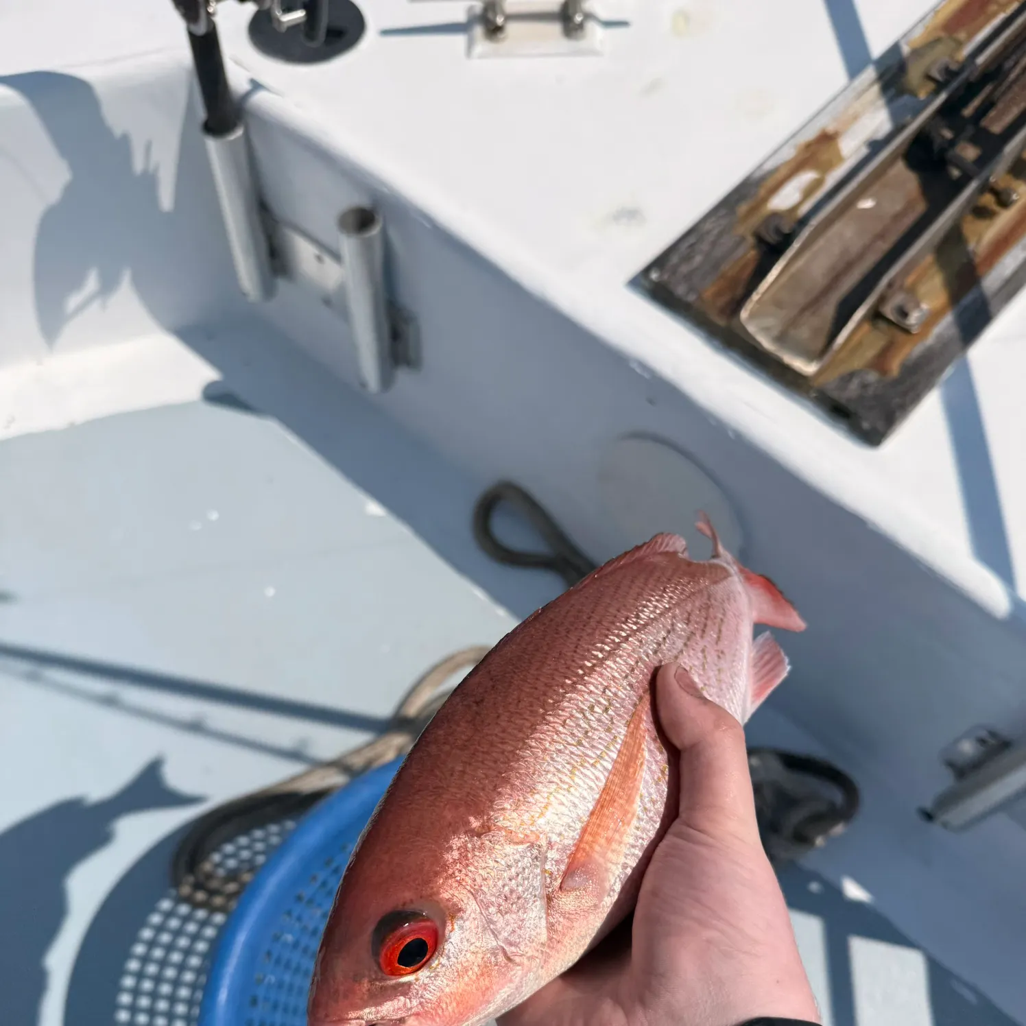 The most recent Northern red snapper catches on Fishbrain