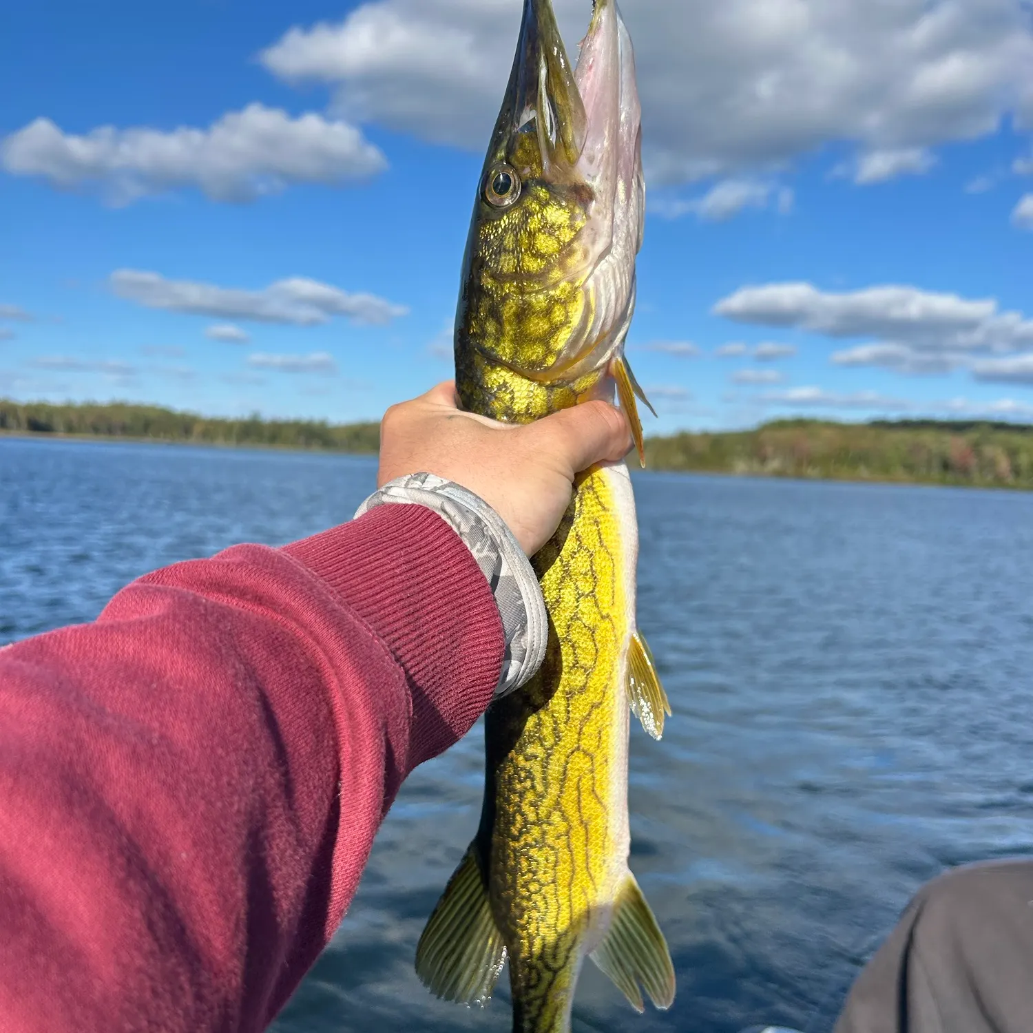 Chain pickerel caught on Fishbrain