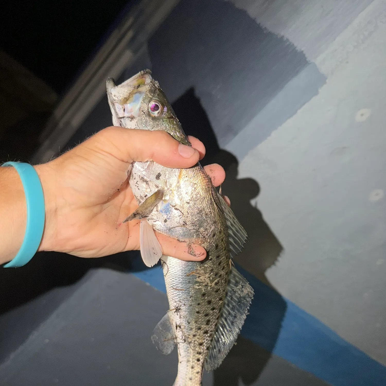 Spotted seatrout caught on Fishbrain