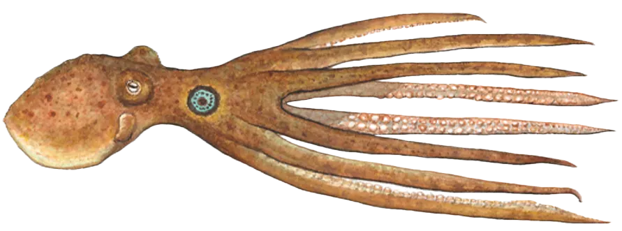 California two-spot octopus