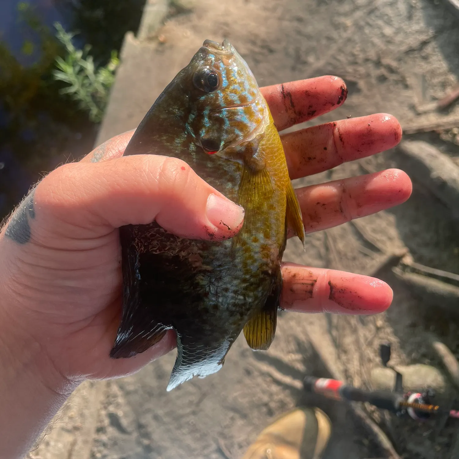 Pumpkinseed caught on Fishbrain