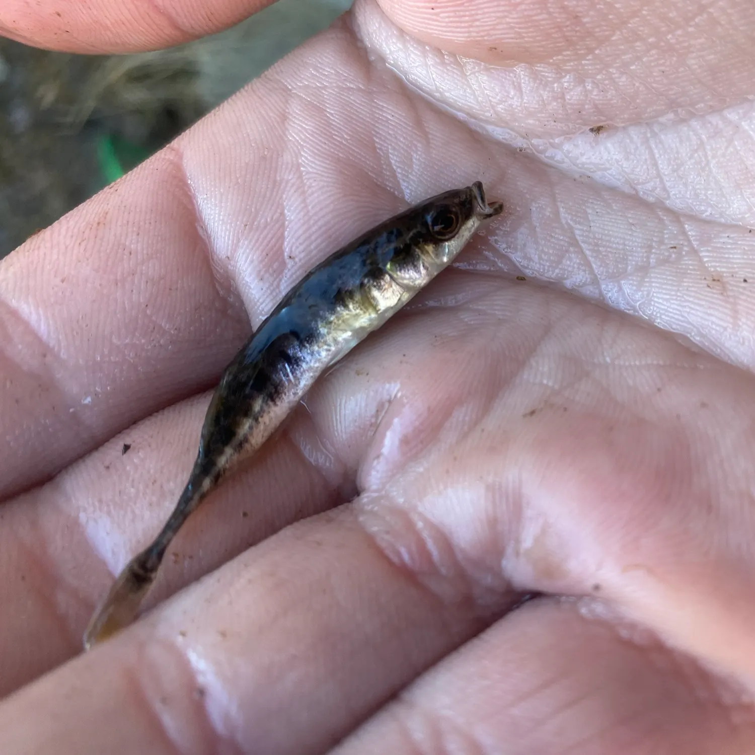 The most recent Ninespine stickleback catches on Fishbrain