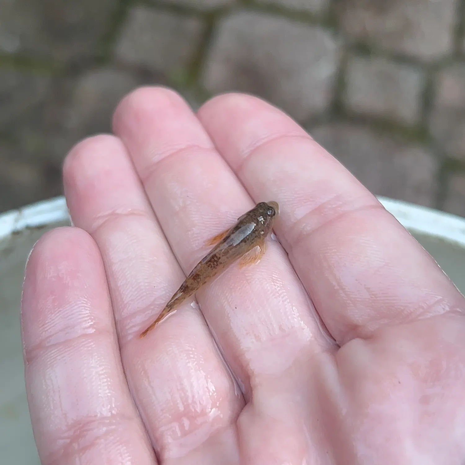 The most recent Pug-headed mudskipper catches on Fishbrain