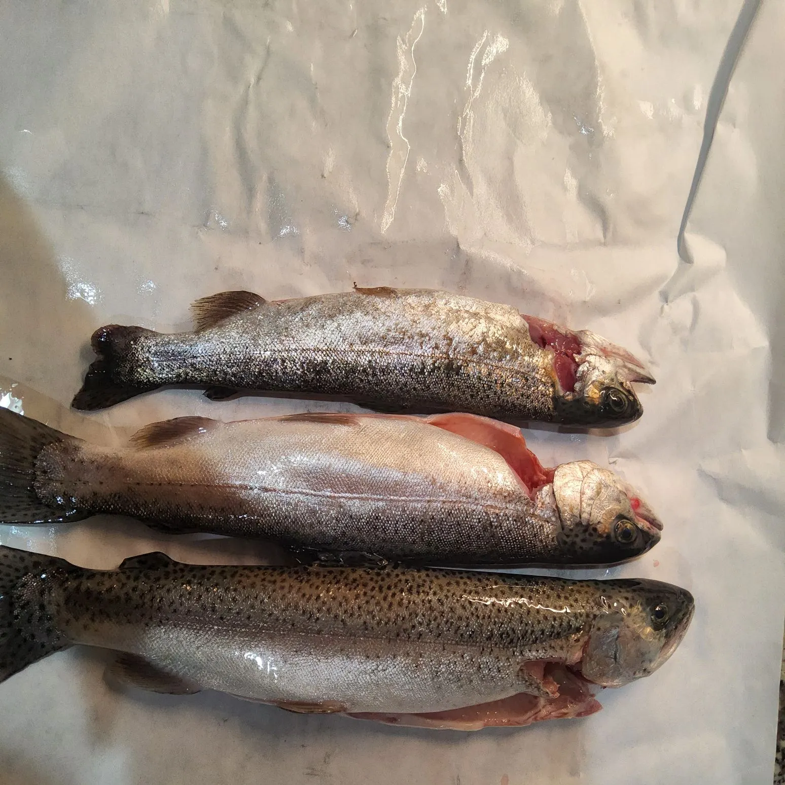 Fish caught on Fishbrain