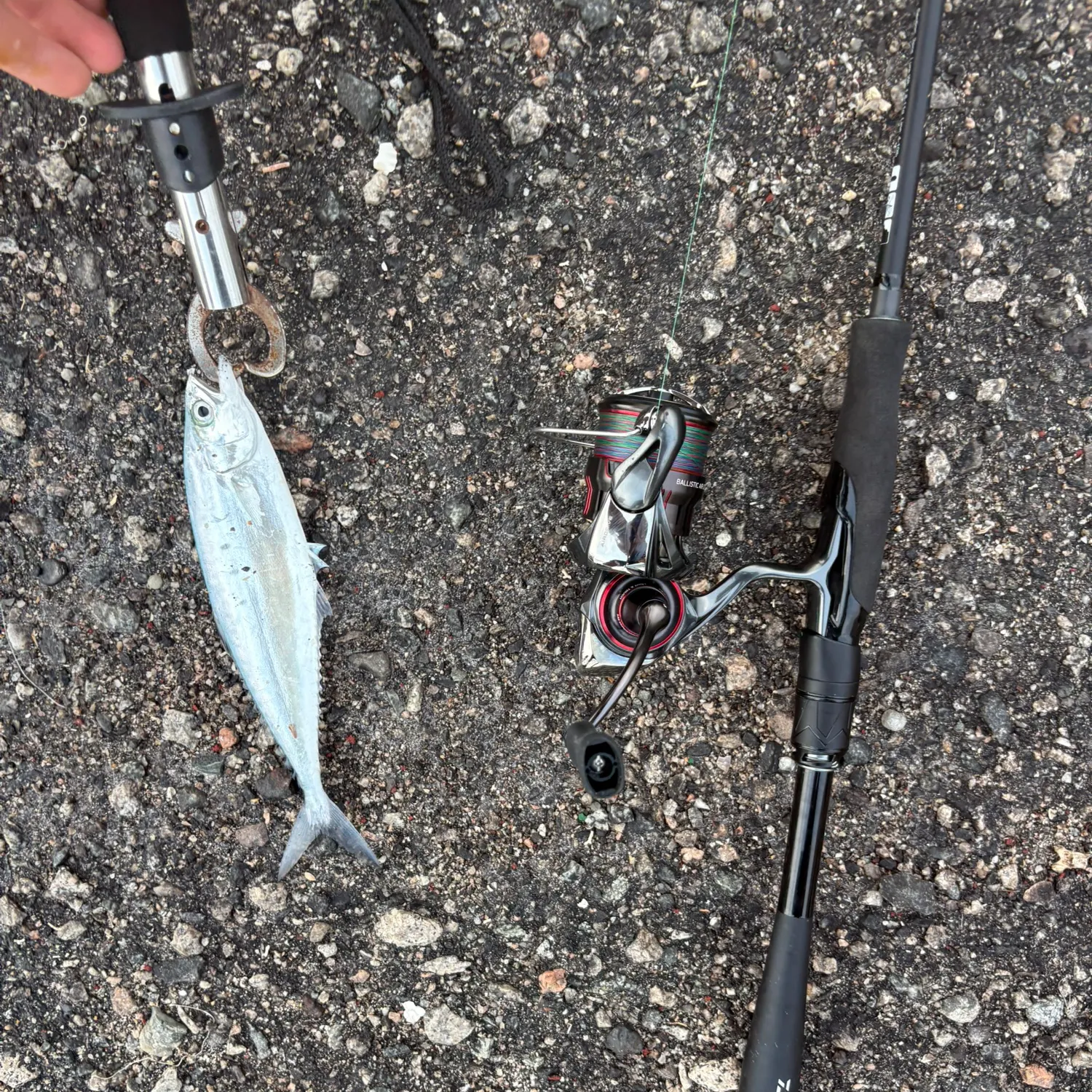 The most recent Doublespotted queenfish catches on Fishbrain