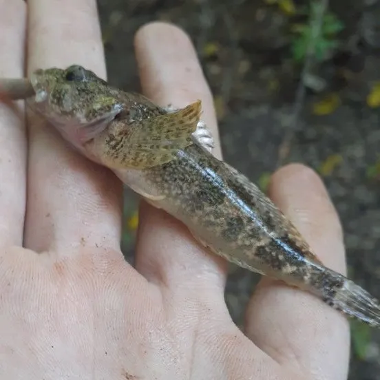 Mottled sculpin caught on Fishbrain