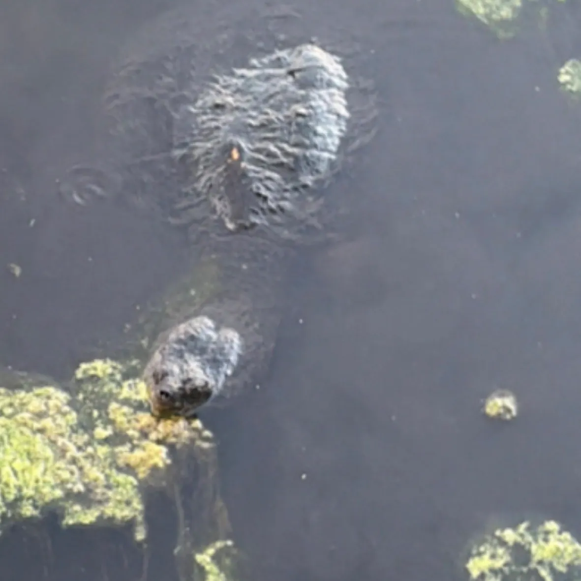 Common snapping turtle caught on Fishbrain