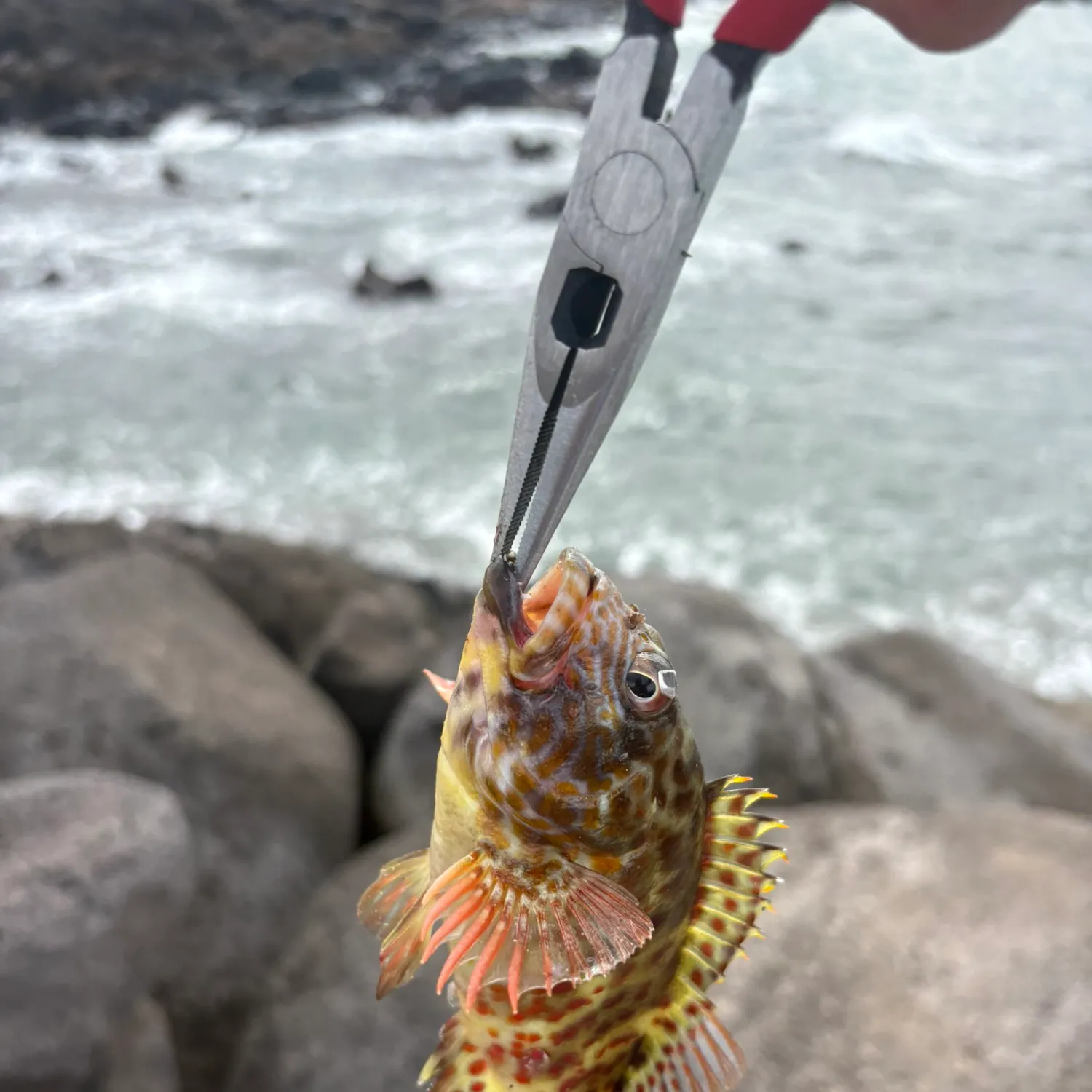 The most recent Stocky hawkfish catches on Fishbrain