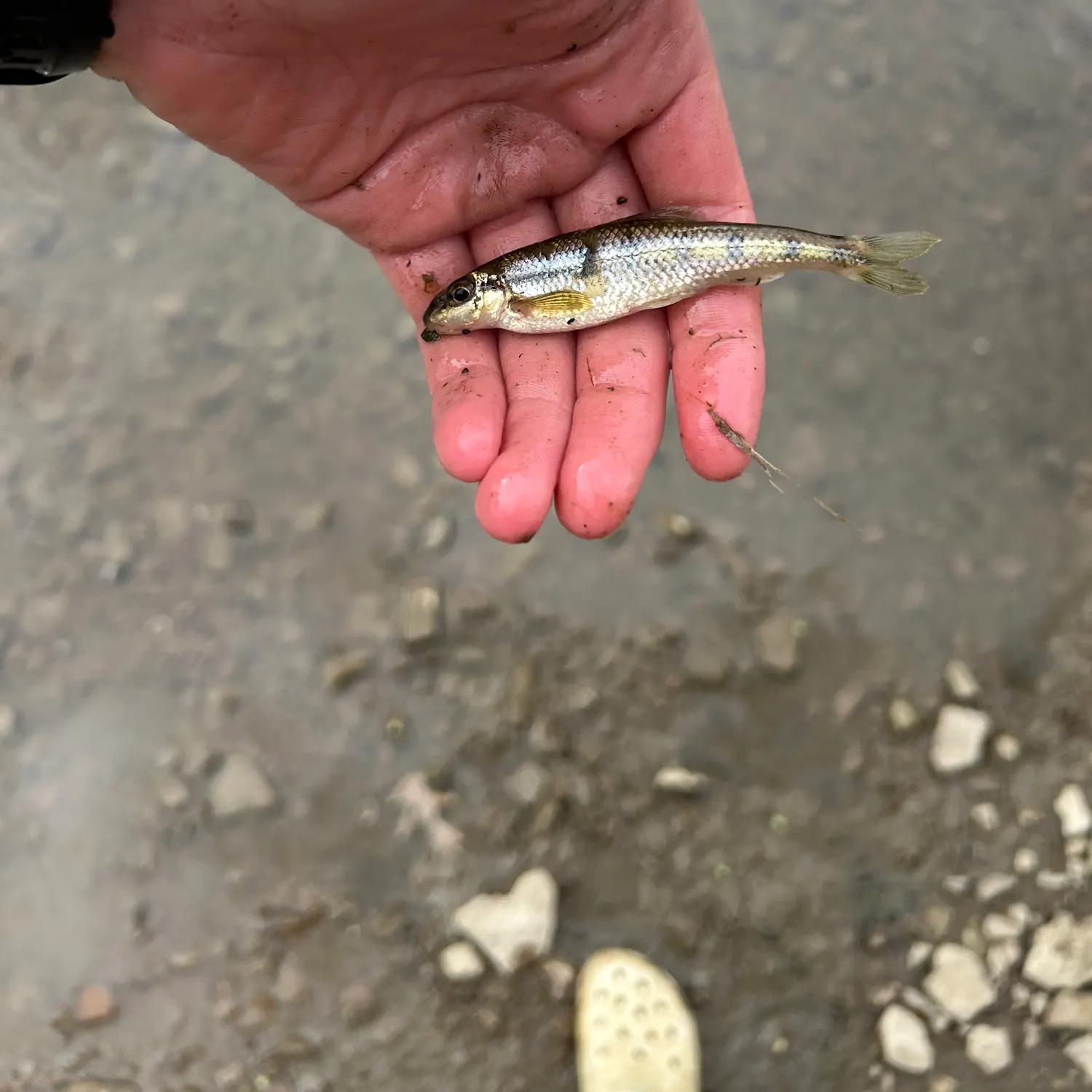 The most recent Streamline chub catches on Fishbrain