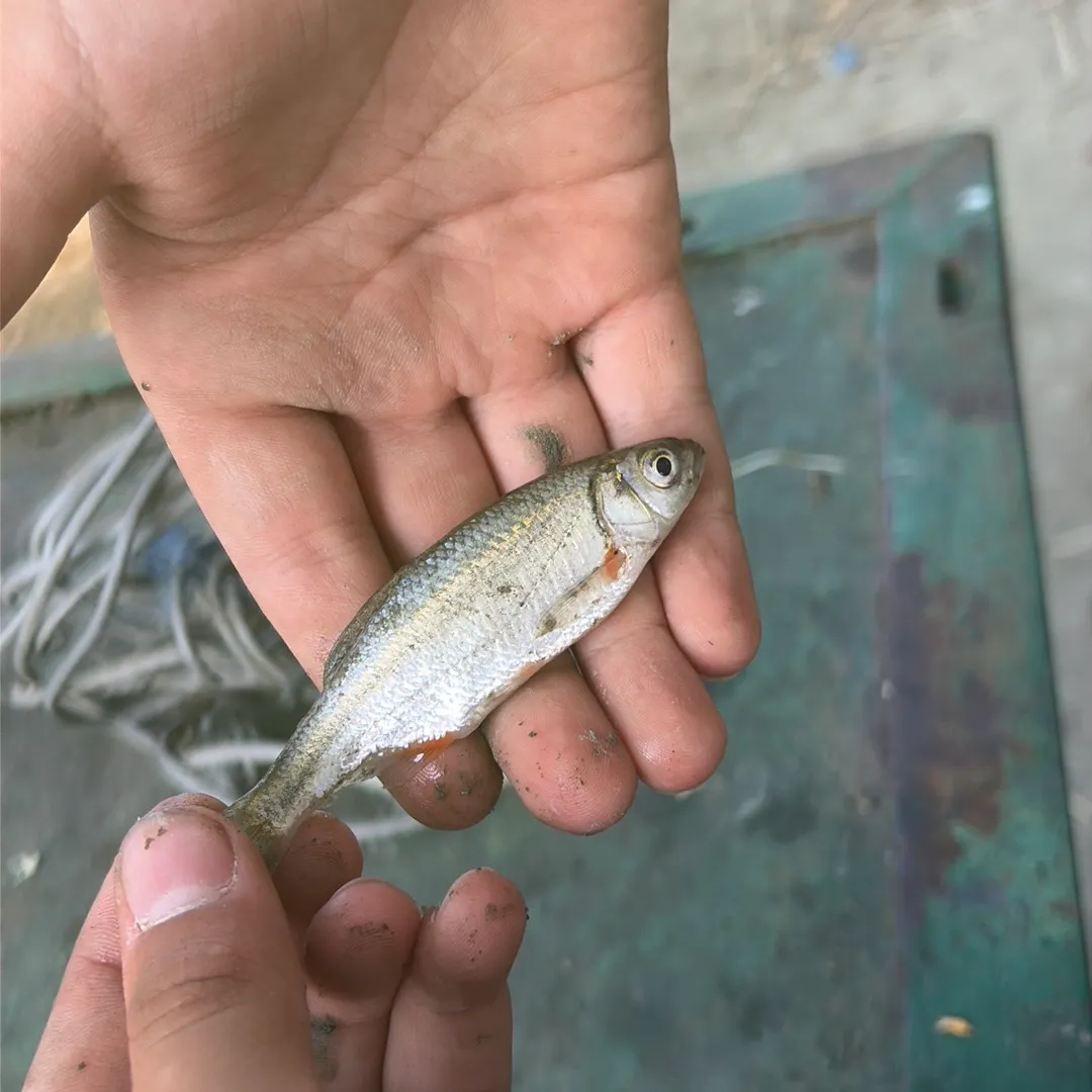 Common shiner caught on Fishbrain
