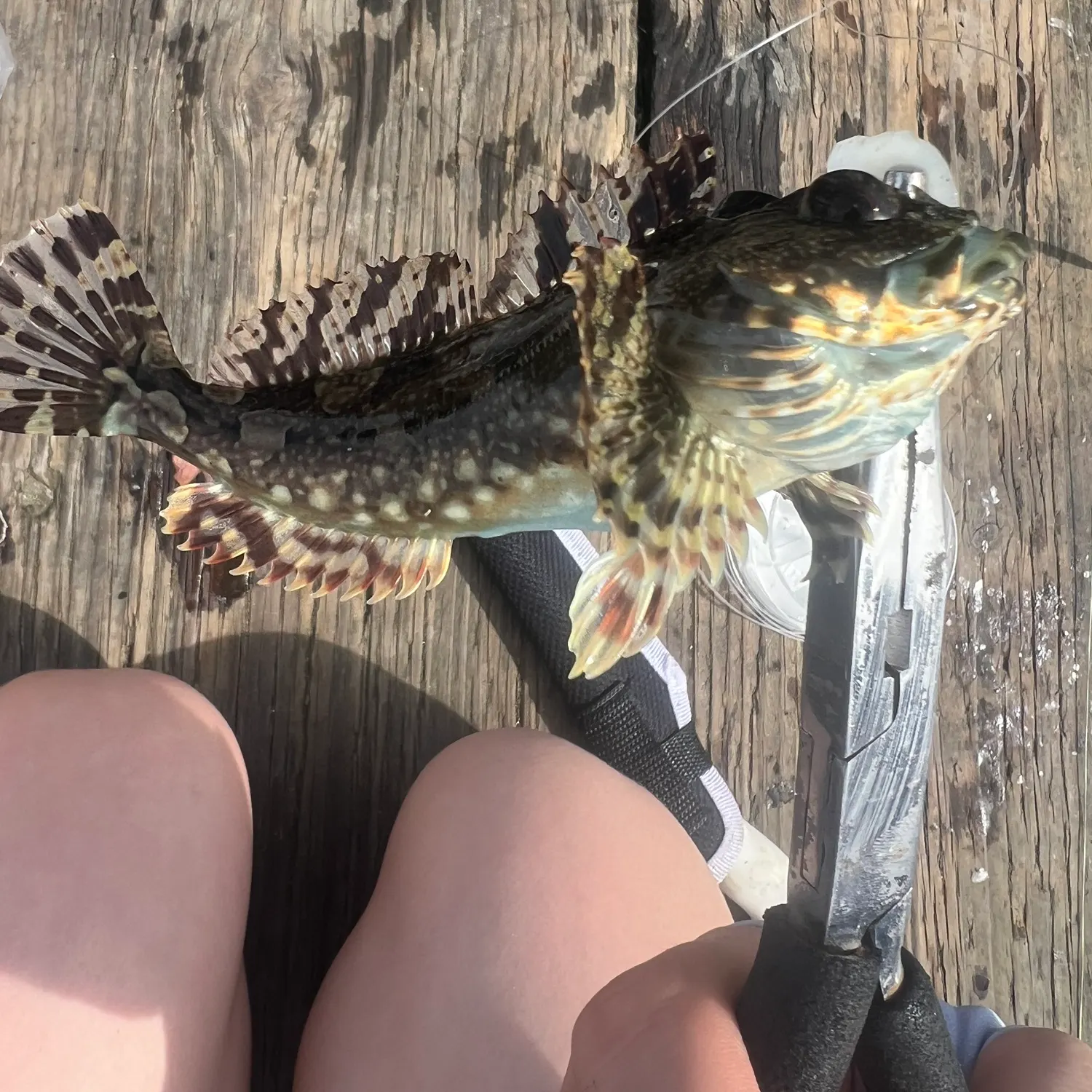 The most recent Cabezon catches on Fishbrain