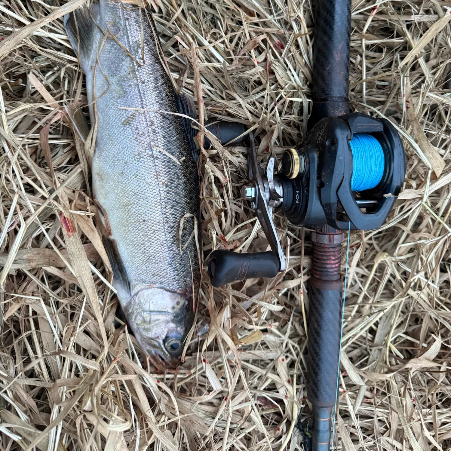 Coho salmon caught on Fishbrain