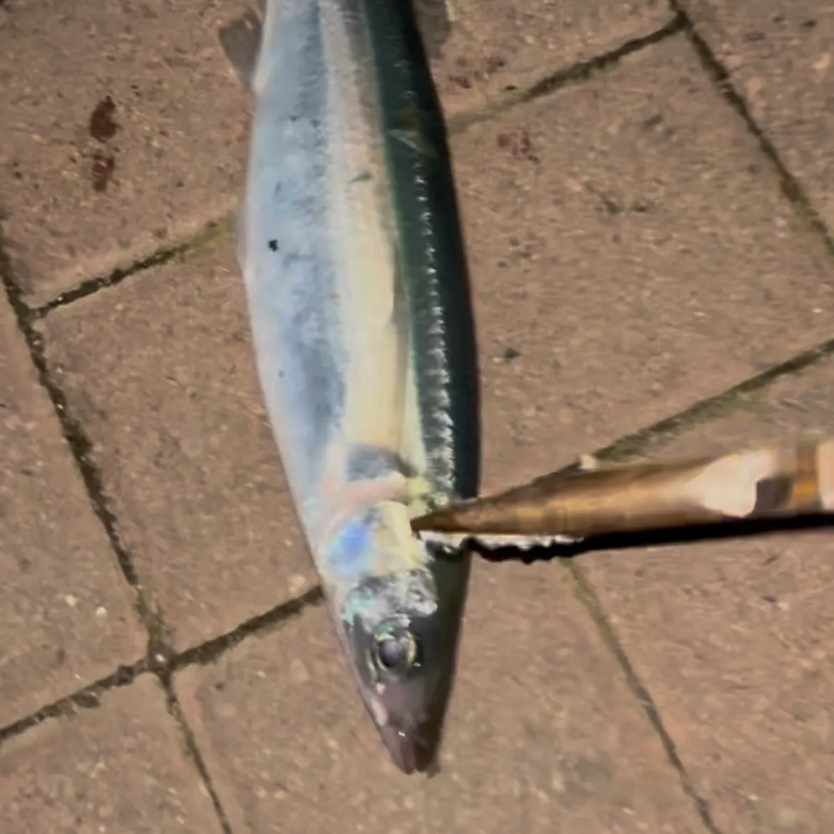 Jack smelt caught on Fishbrain