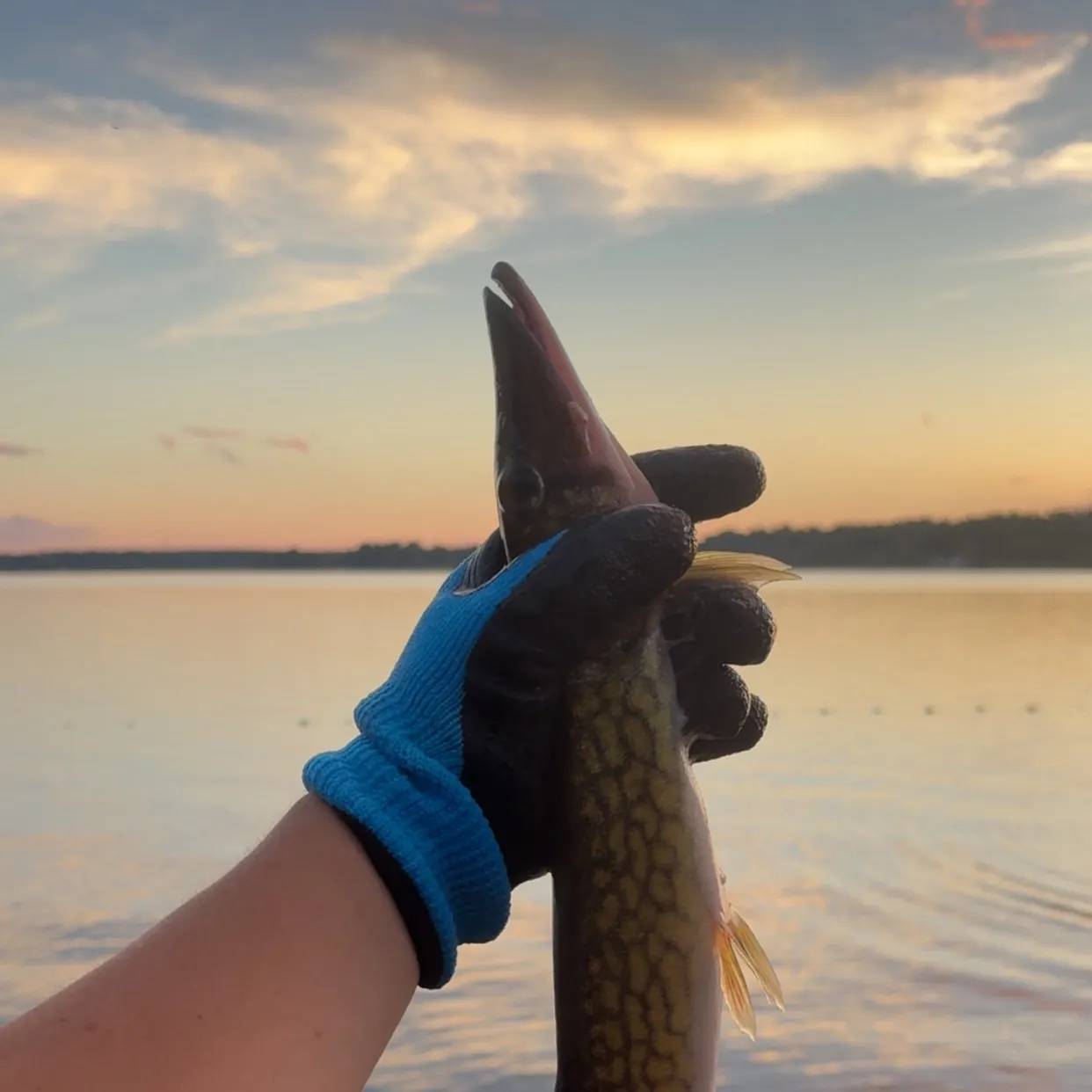 Chain pickerel caught on Fishbrain