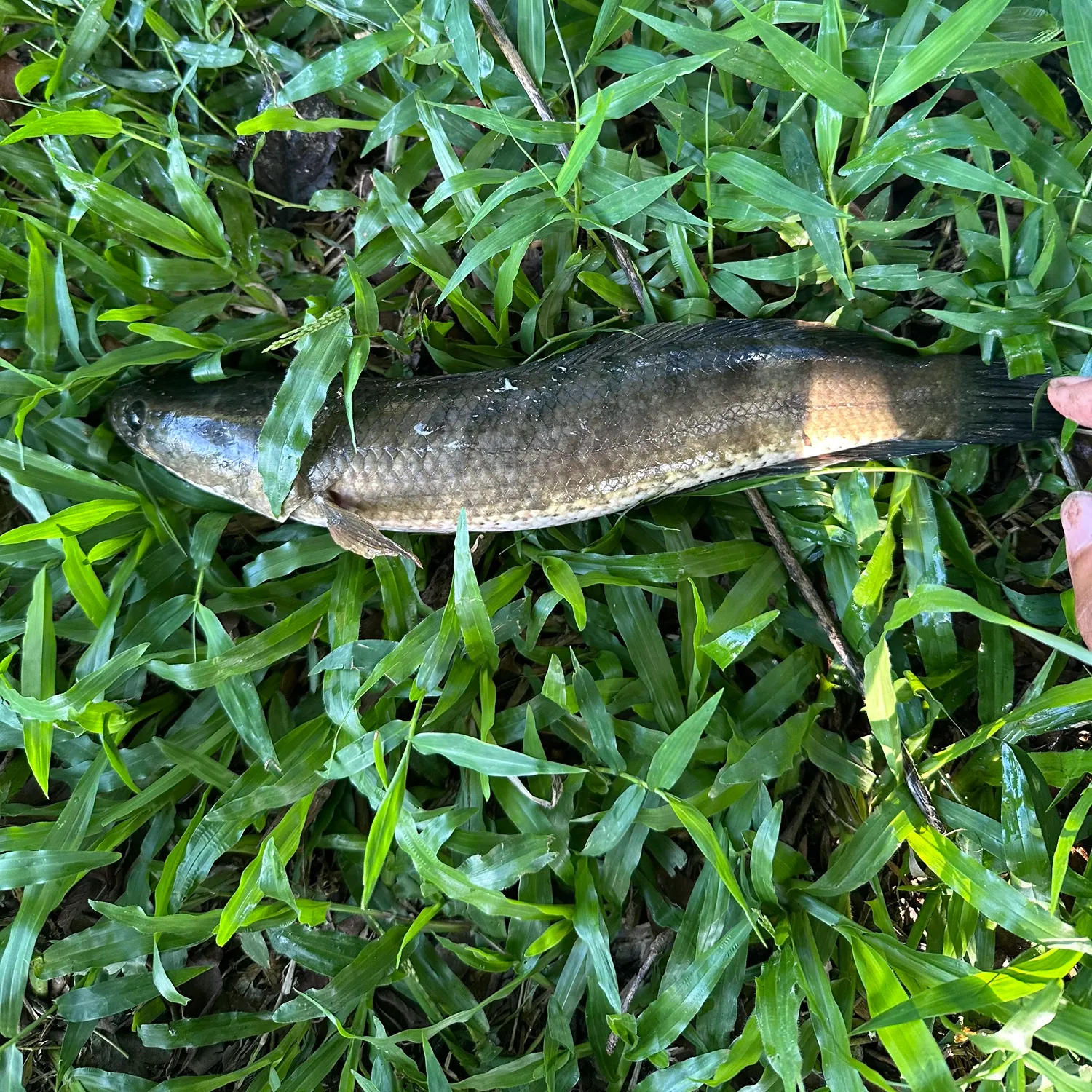 The most recent Striped snakehead catches on Fishbrain
