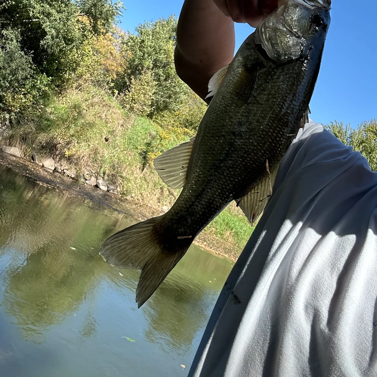Largemouth bass caught on Fishbrain