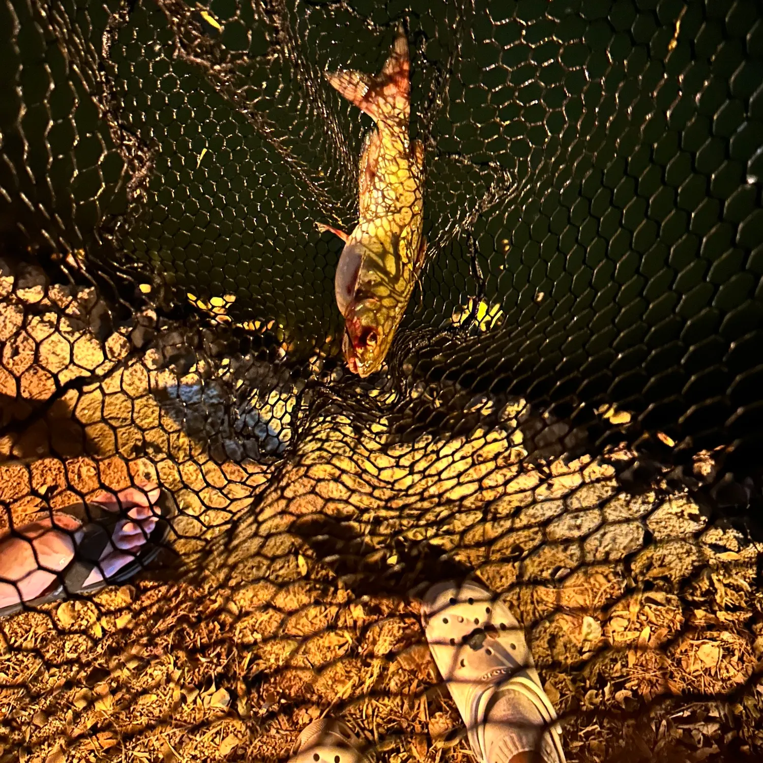 Channel catfish caught on Fishbrain