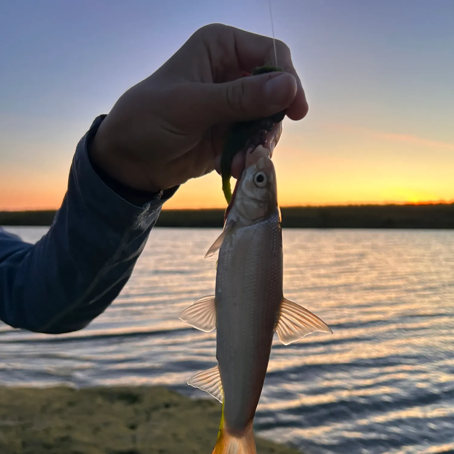 The most recent Sacramento pikeminnow catches on Fishbrain