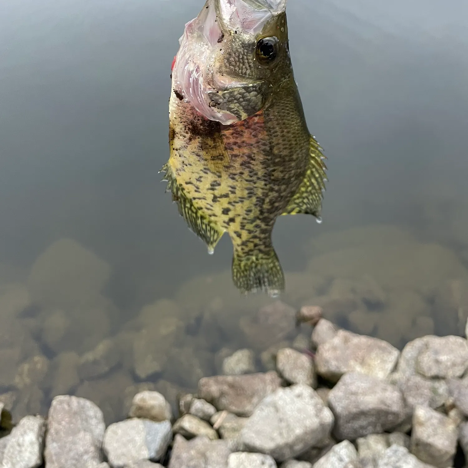 Black crappie caught on Fishbrain