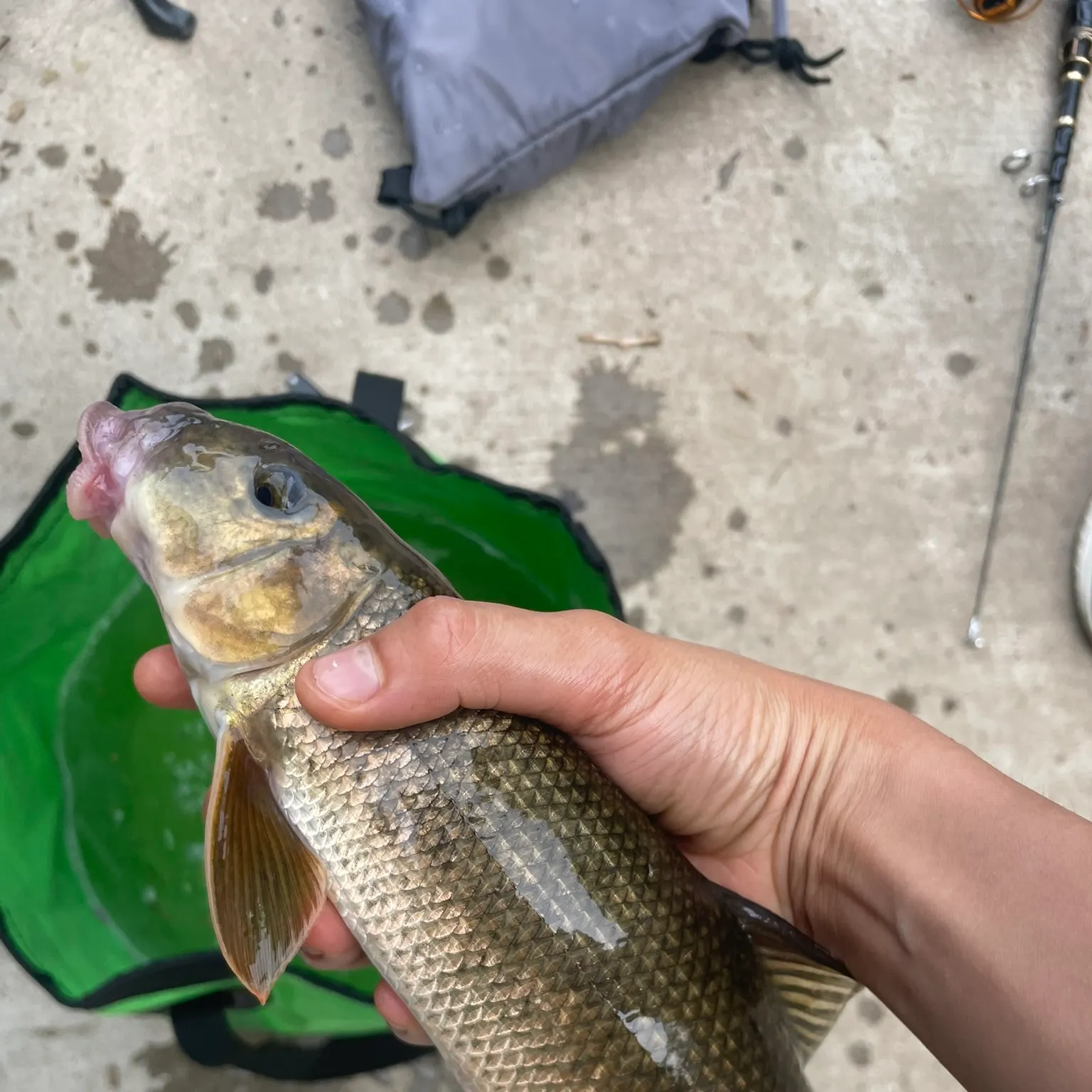 The most recent Northern hogsucker catches on Fishbrain