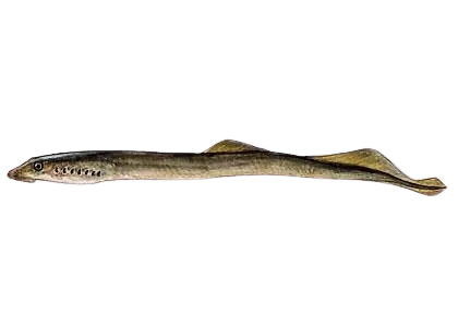 European river lamprey