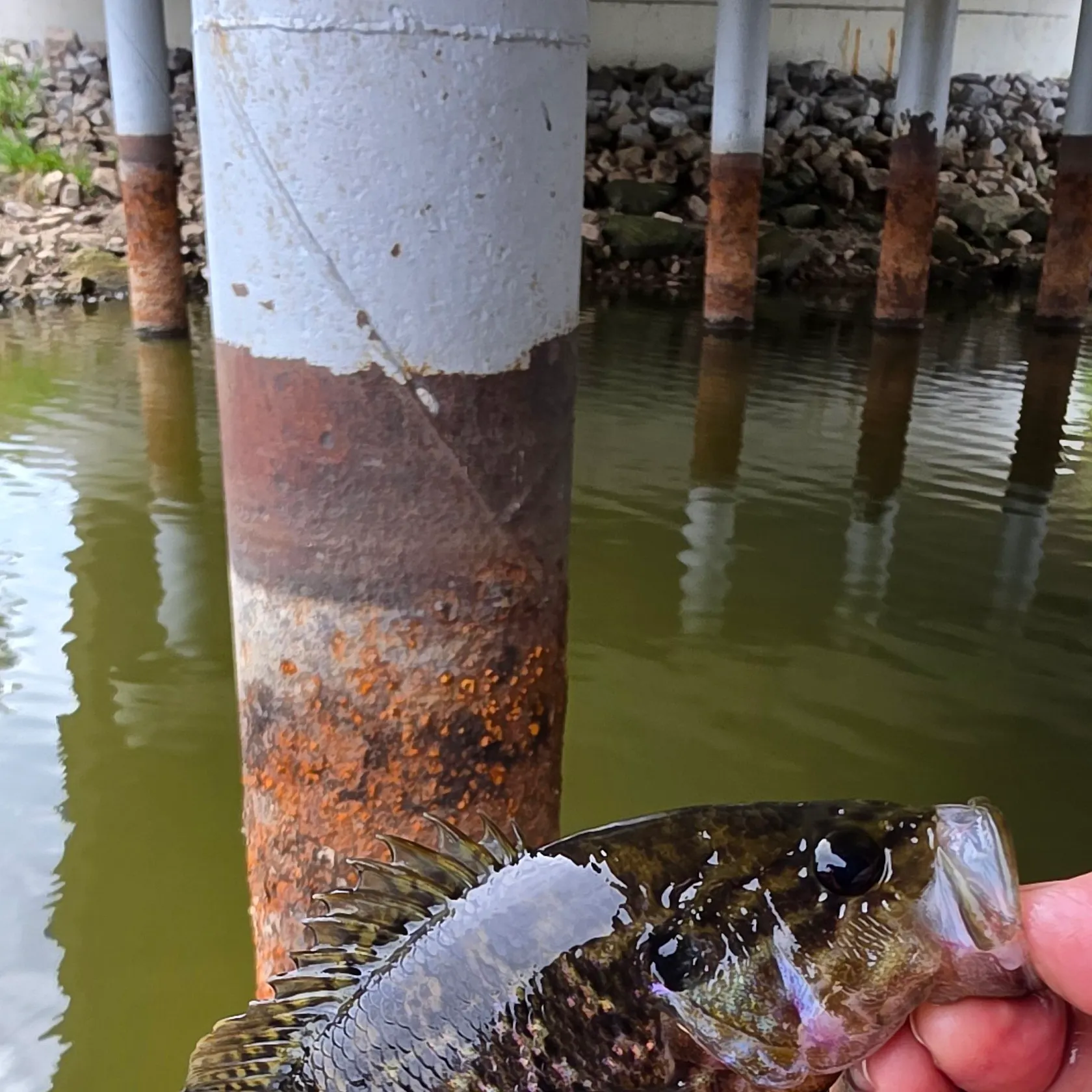 Warmouth caught on Fishbrain