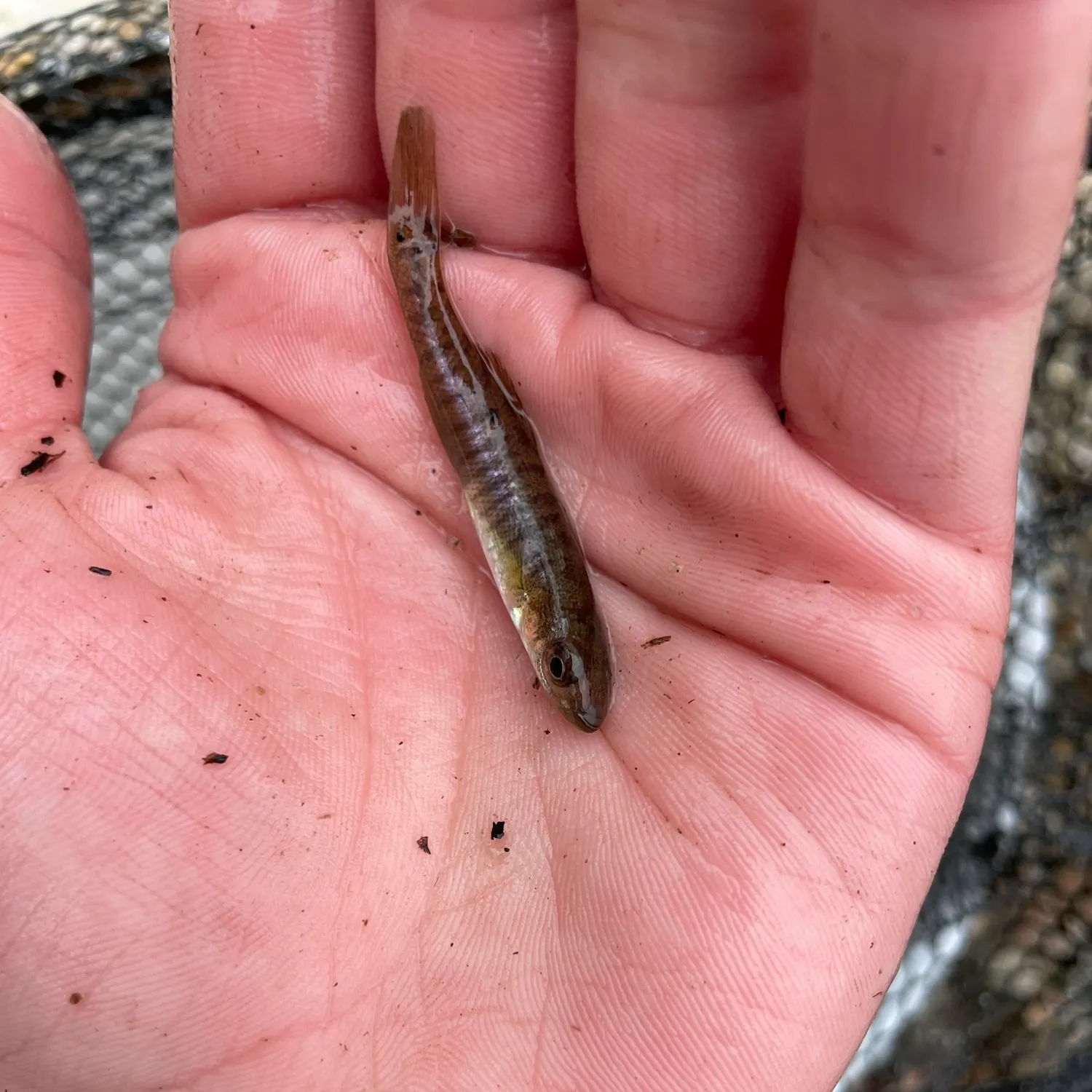 The most recent Banded killifish catches on Fishbrain